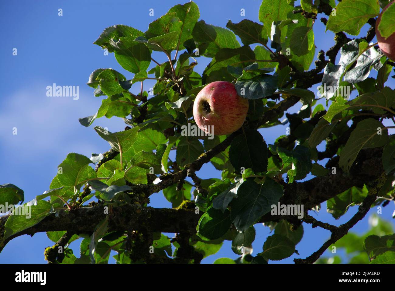 mela matura prima del raccolto appeso su un ramo con gocce di pioggia Foto Stock