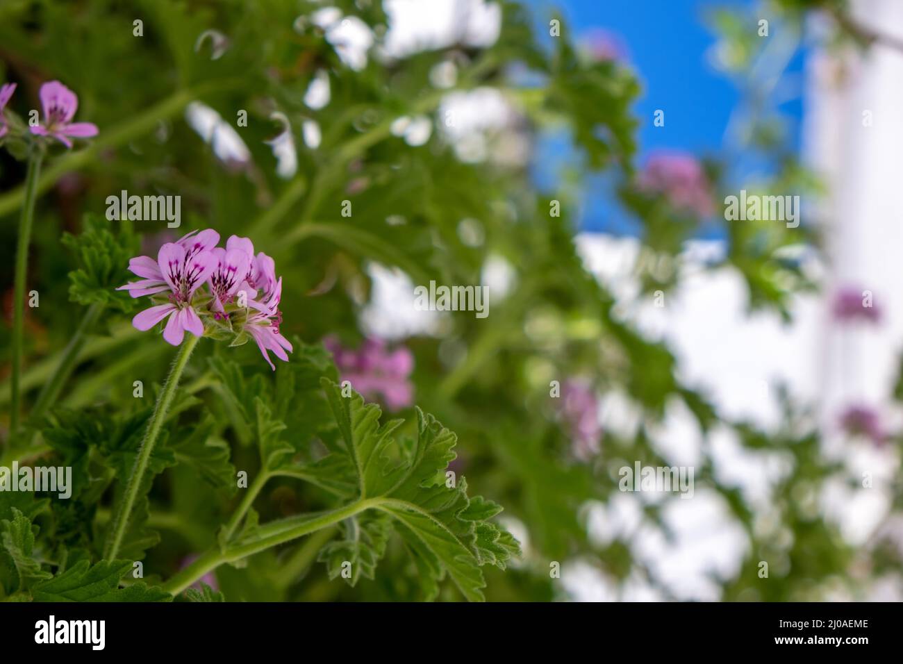 Citronella geranio, fiore rosa repellente zanzara pianta natura sfondo,  Pelargonium citrosum, erbe fresche, terapia alternativa Foto stock - Alamy