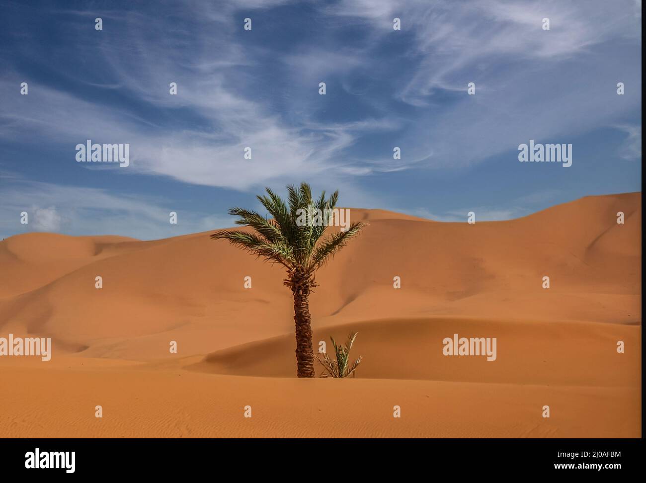 Solo albero di data burred nelle dune di sabbia Foto Stock