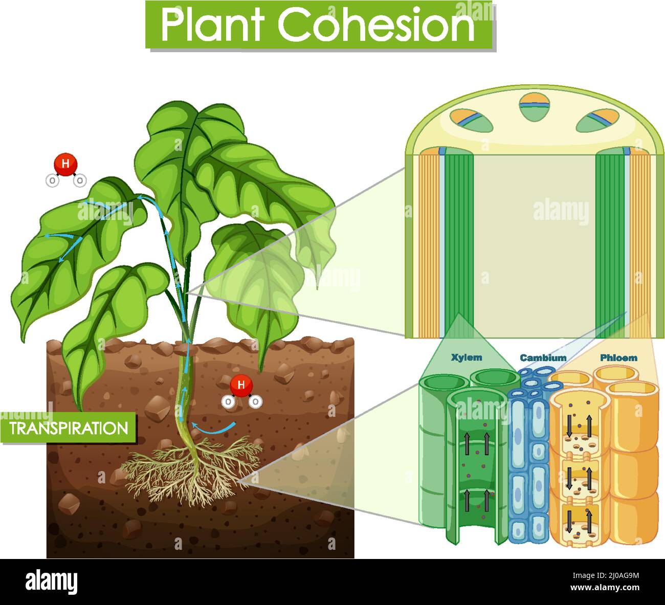 Diagramma che mostra l'illustrazione della coesione dell'impianto Illustrazione Vettoriale