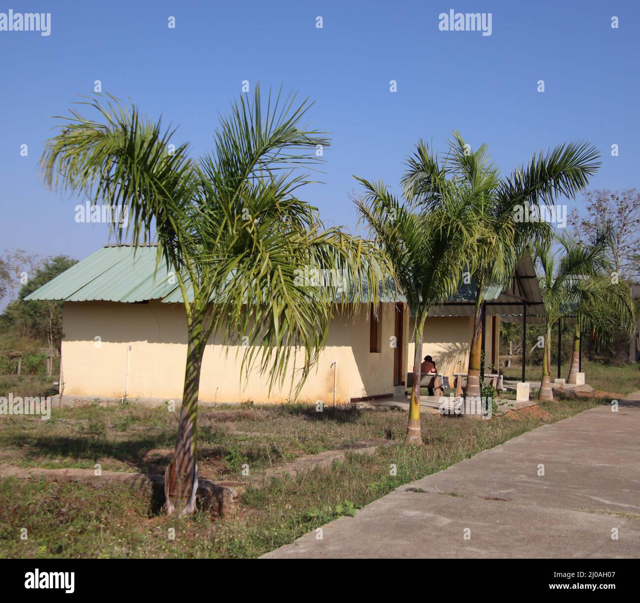 albero Foto Stock