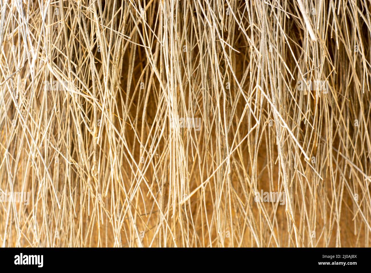 Primo piano del tetto di paglia di una capanna nel deserto di Thar Foto Stock