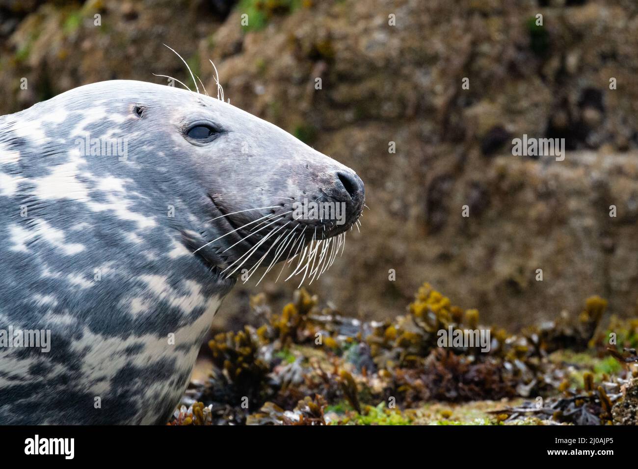 Il colpo di testa di una foca grigia femminile (Halichoerus grypus) è stato trasportato e addormentato sulle rocce ricoperte di alghe intorno alle Isole Farne nel Northumberland Foto Stock
