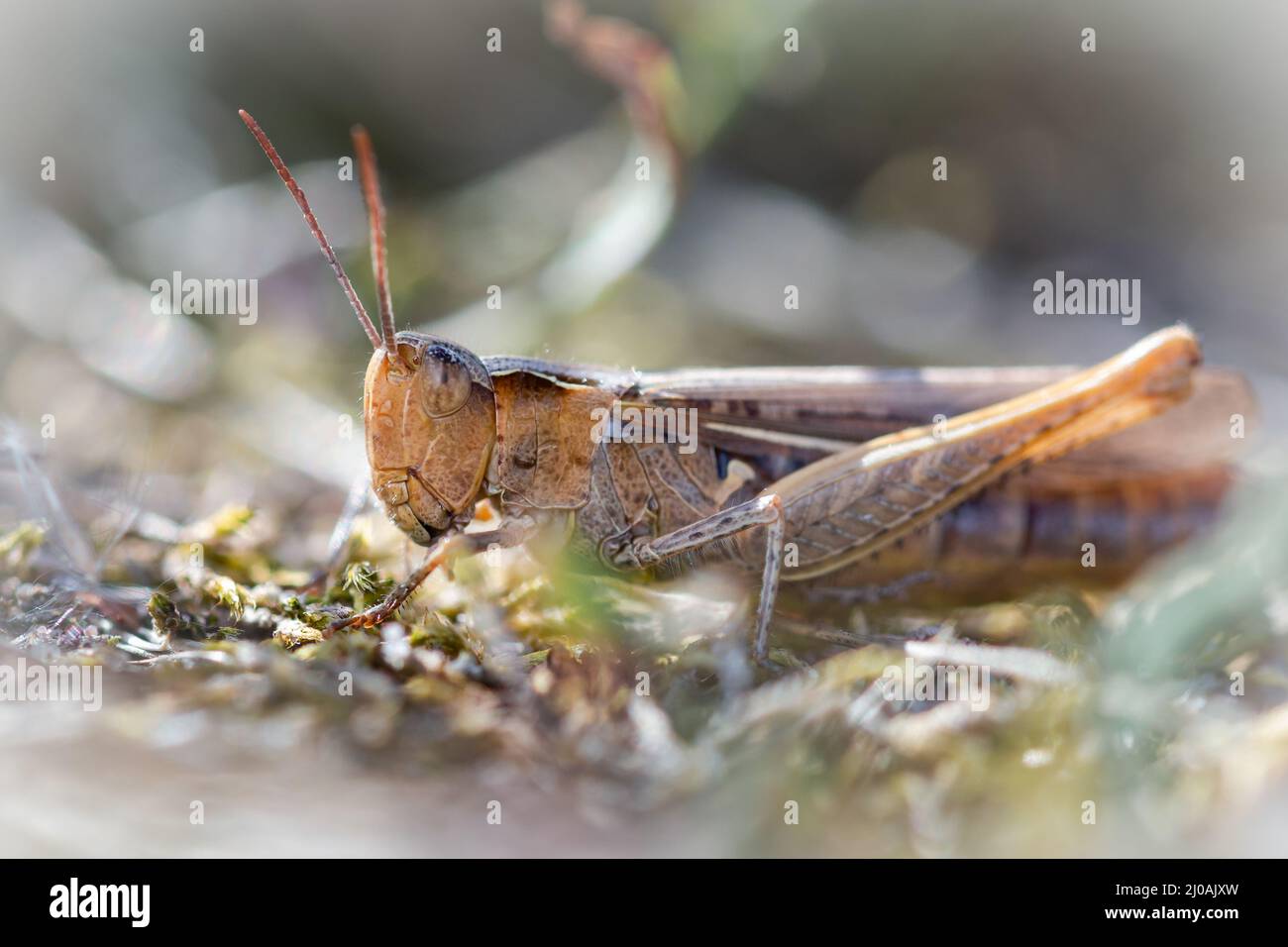 Nella calda giornata estiva in una brughiera Suffolk, il cavallerro di campo (Chorthippus brunneus) si sposta attraverso il terreno coperto muschio Foto Stock