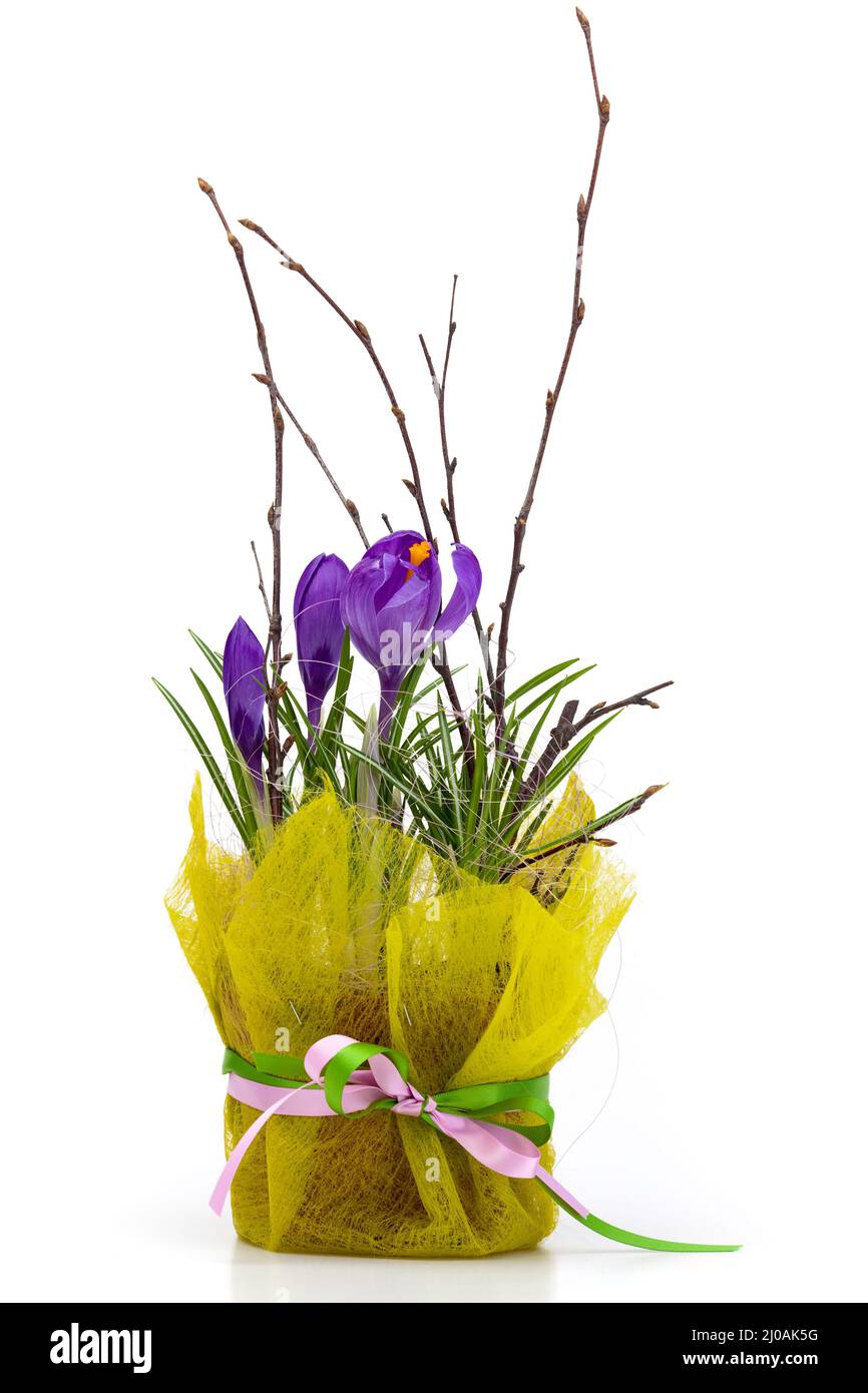 Bouquet di croci primaverili in una scatola decorativa Foto Stock