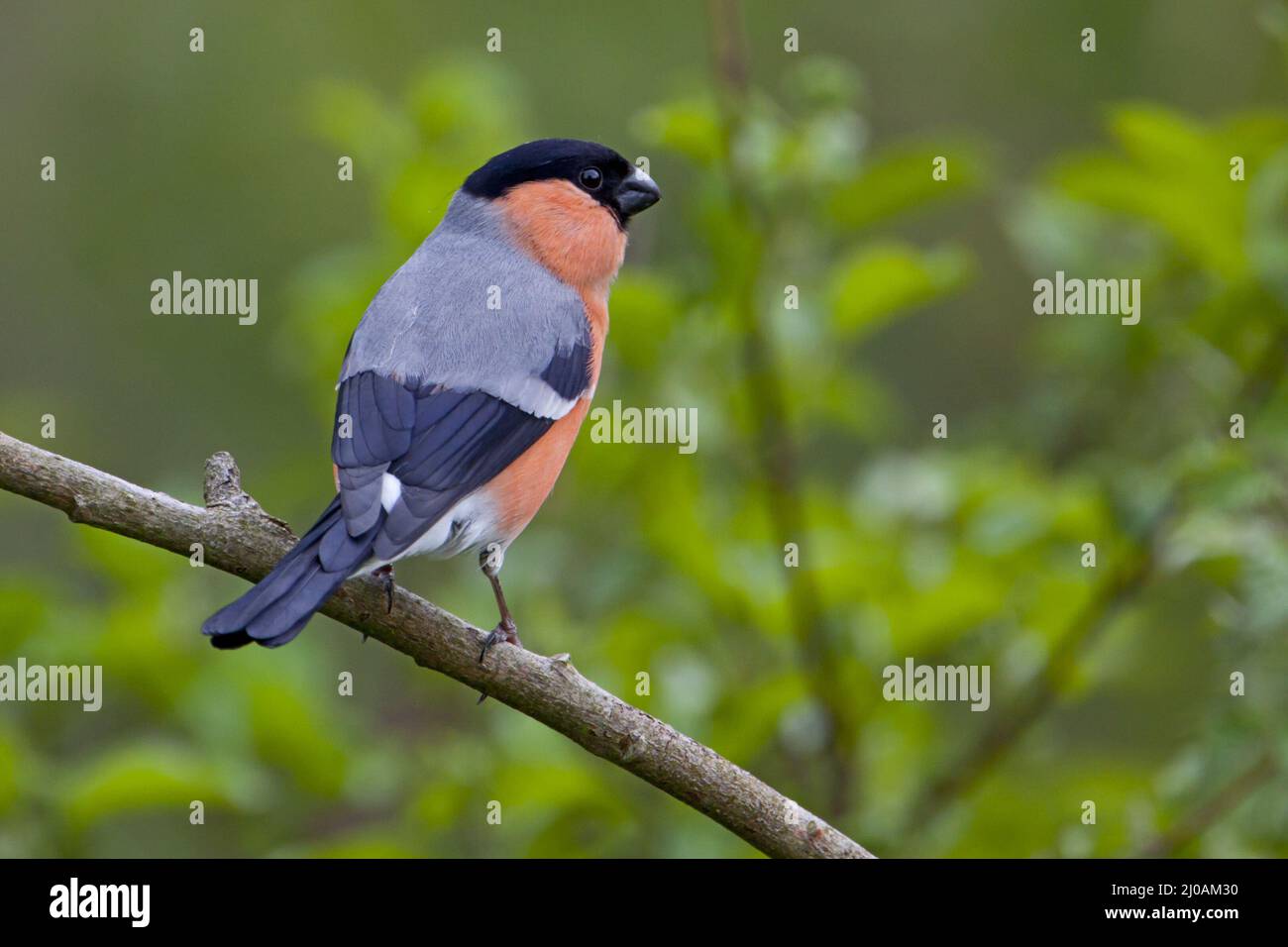 Bullfinch maschio, Pyrrhula pyrrhula Foto Stock