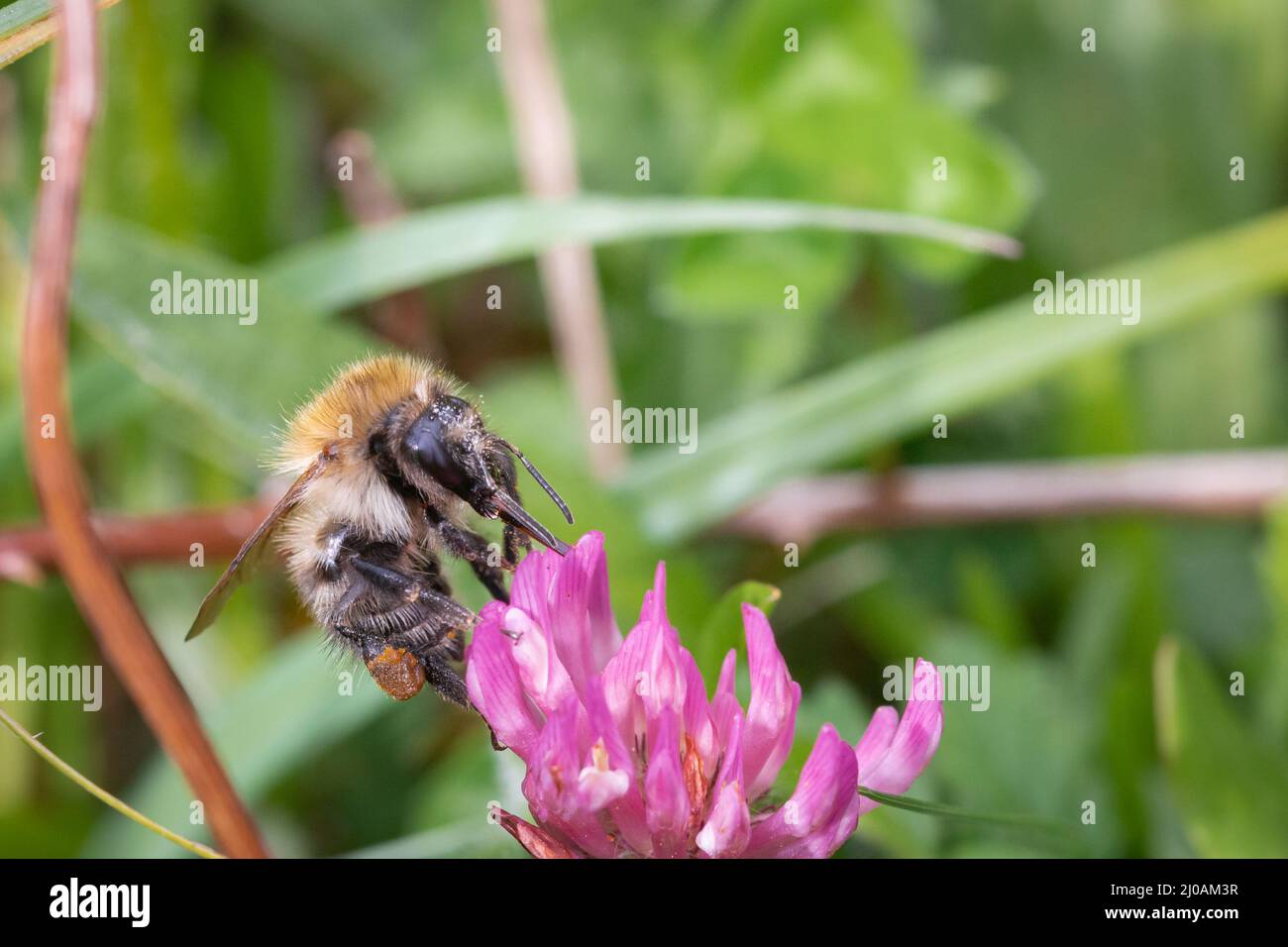 Un'ape di carda comune (Bombus pascuorum) si nutre tra i fiori di trifoglio viola nella prateria di Thompson Common, Norfolk Foto Stock