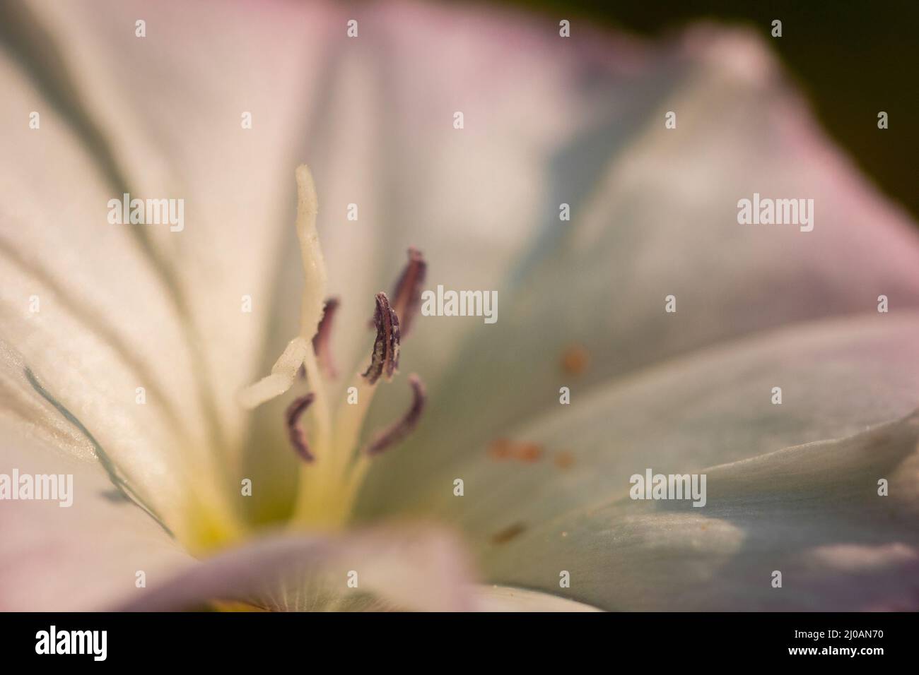 Primo piano immagine delle antere e le timbrature sul campo Bindweed (Convolvulus arvensis) fiore che cresce sul bordo del sentiero la linea minerale vicino a Watchet, ad ovest alcuni Foto Stock