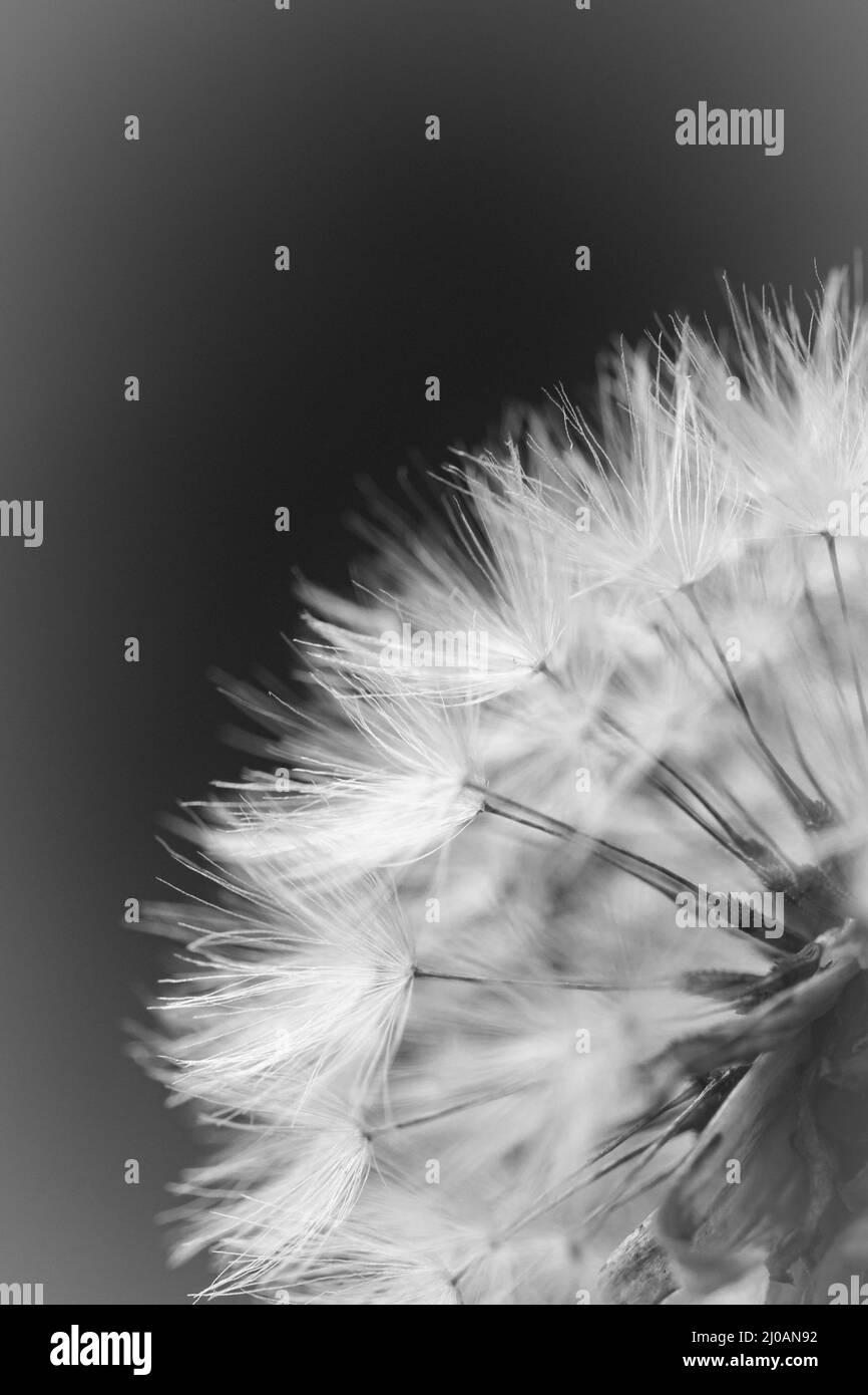 Immagine in bianco e nero di una testa di seme del dente di leone (Taraxacum officinale) che cresce lungo il sentiero della linea minerale vicino a Watchet Foto Stock