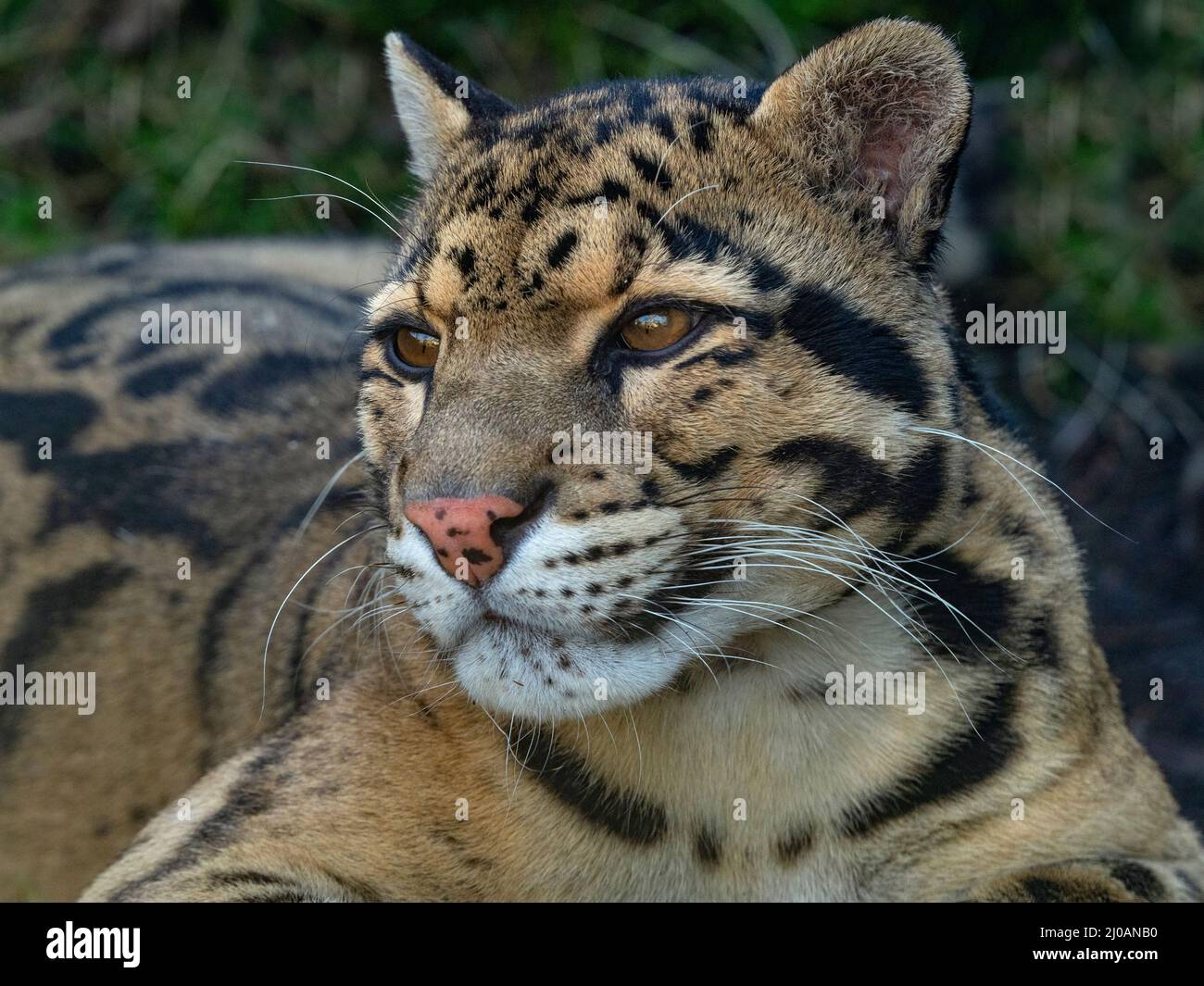 leopardo nuvoloso maschile Neofelis nebulosa Foto Stock