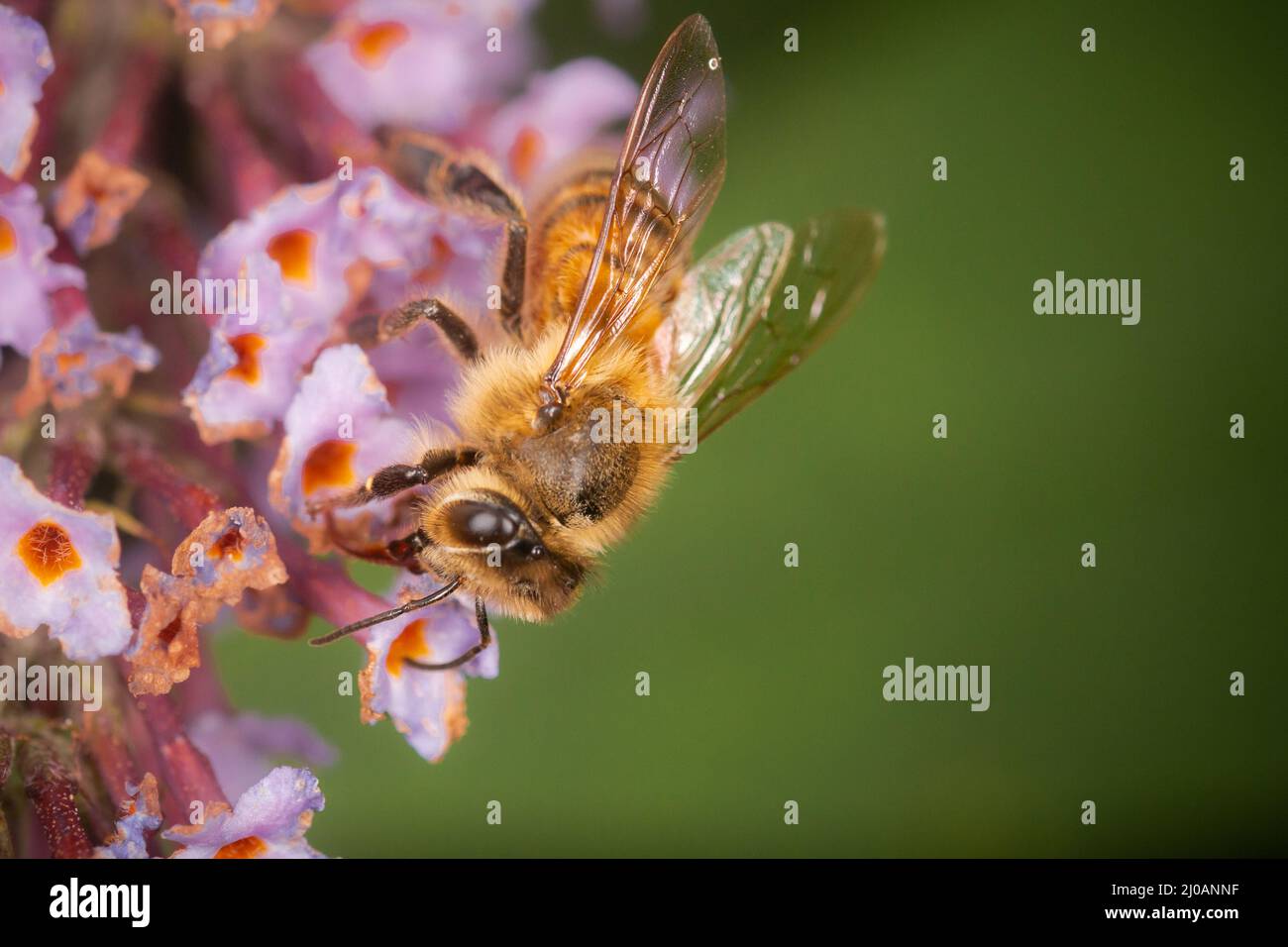 L'ape di miele (Apis mellifera) impollina i fiori di fine estate vicino a Porlock Marsh nel Somerset occidentale Foto Stock