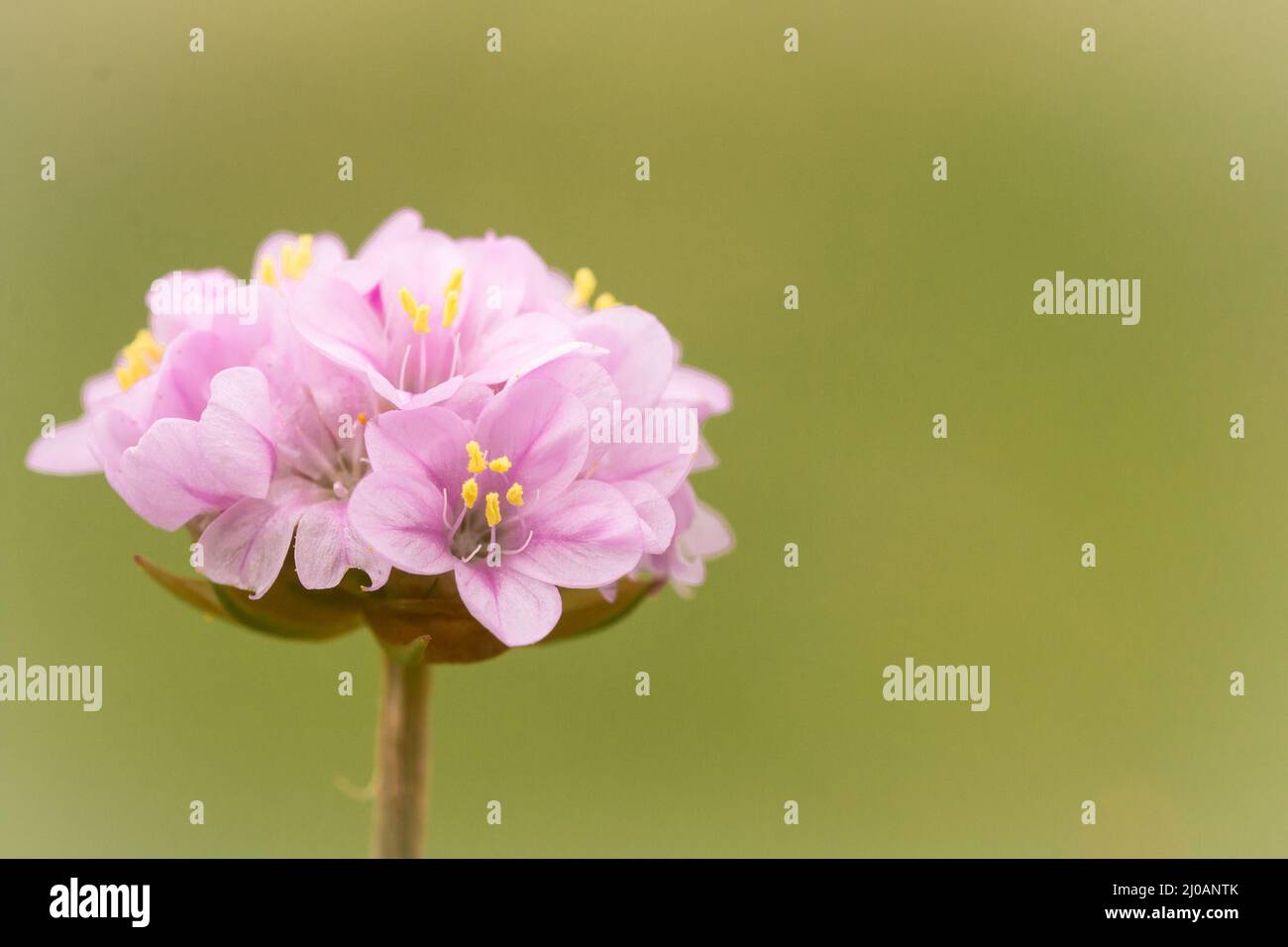 Il rosa del mare o il trift (Armeria maritima) si sviluppa nella prateria vicino a Porlcok Marsh nel Somerset occidentale Foto Stock