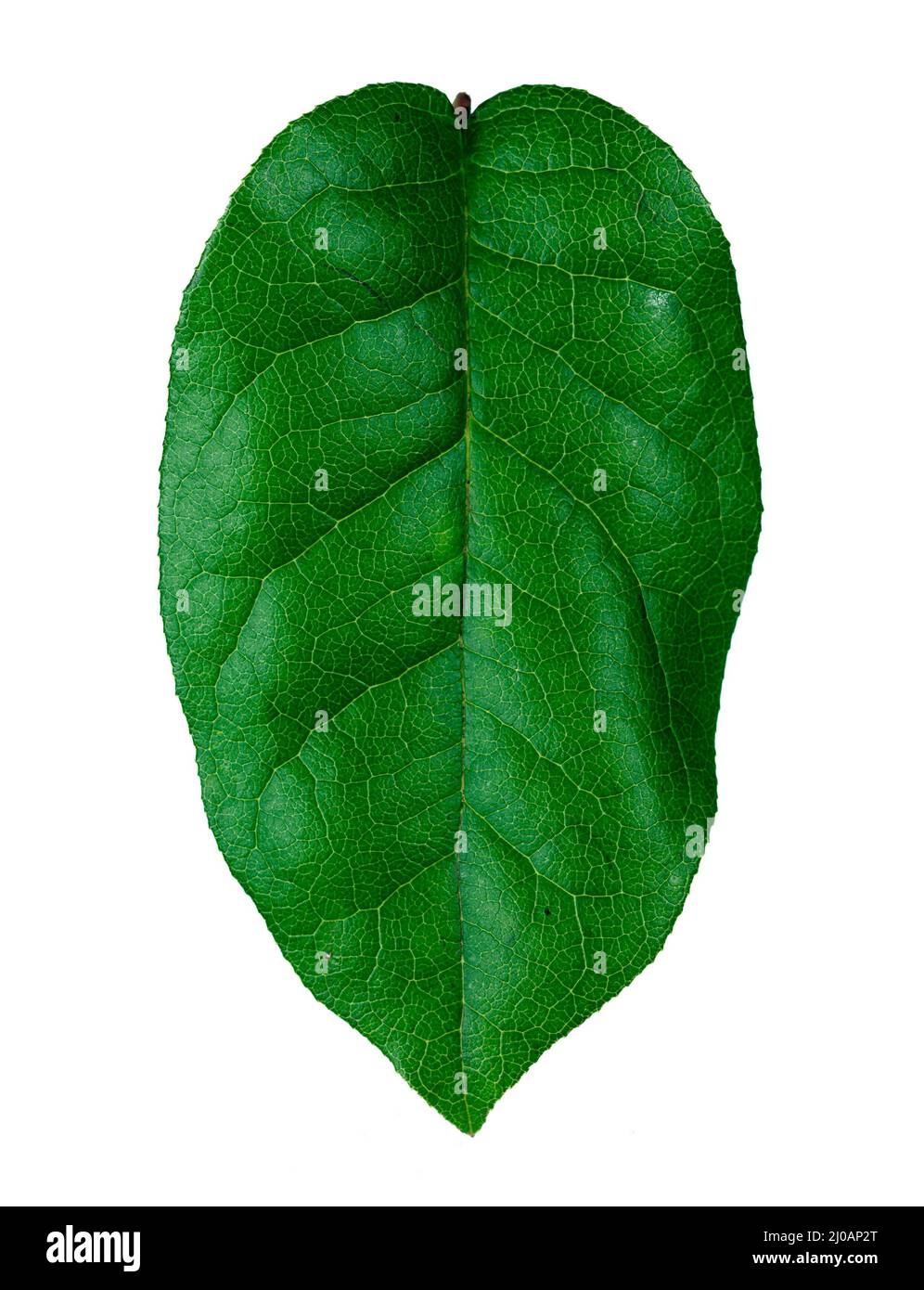 Foglia verde sana Foto Stock