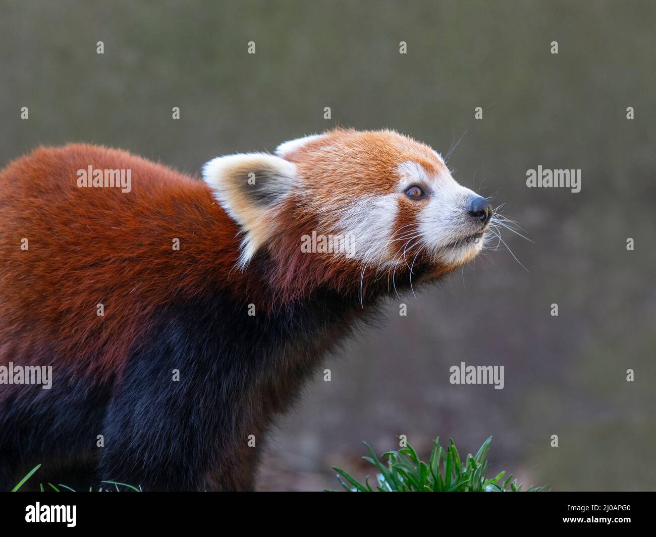 Panda rosso Ailurus fulgens Foto Stock