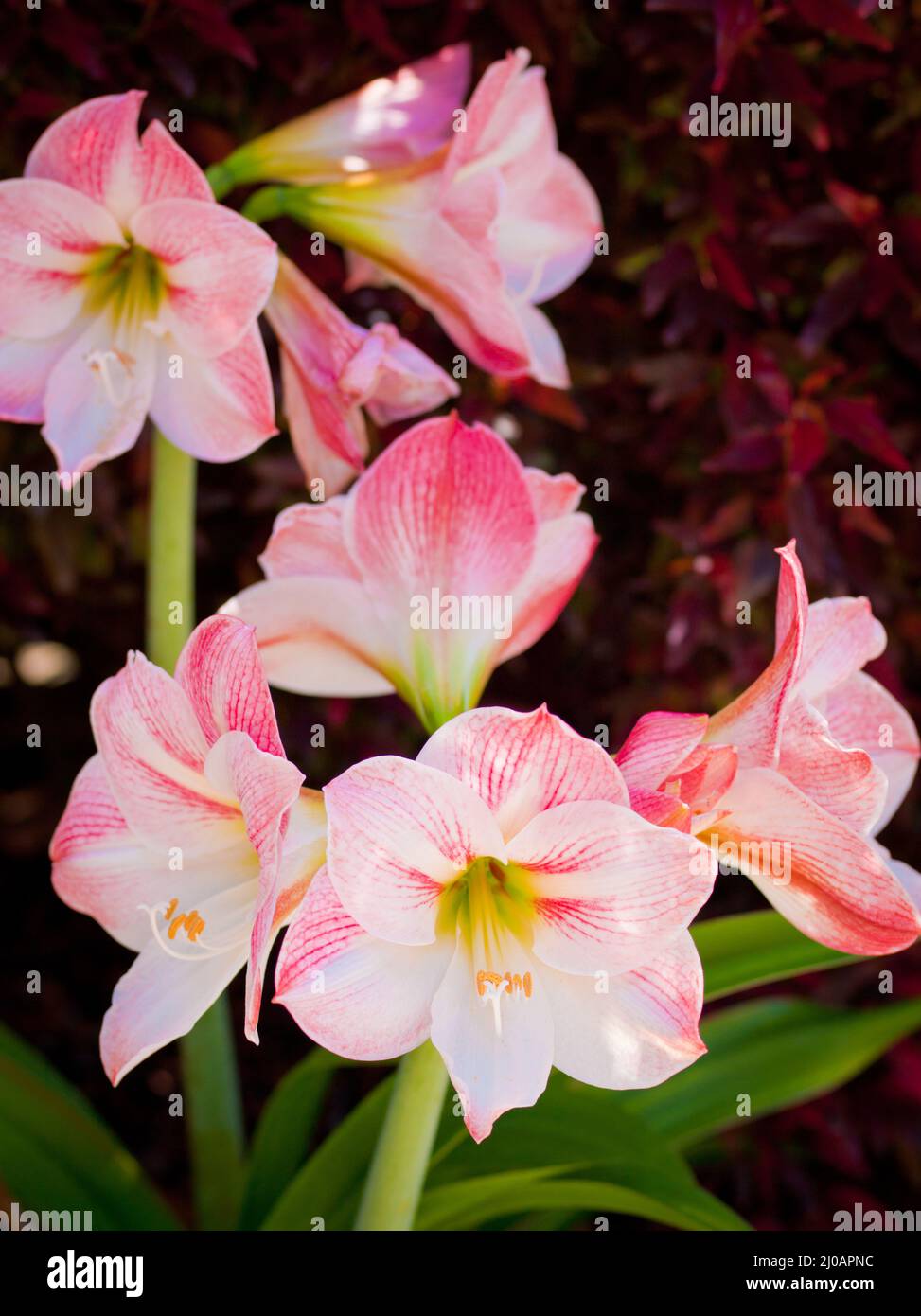 amaryllis rosa chiaro Foto Stock