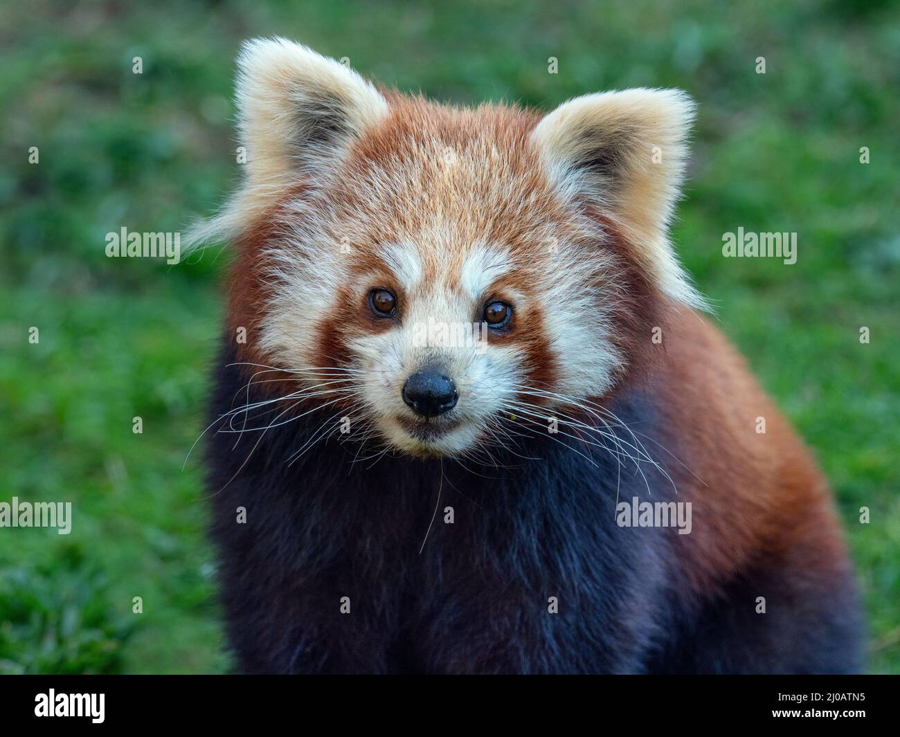 Panda rosso Ailurus fulgens Foto Stock