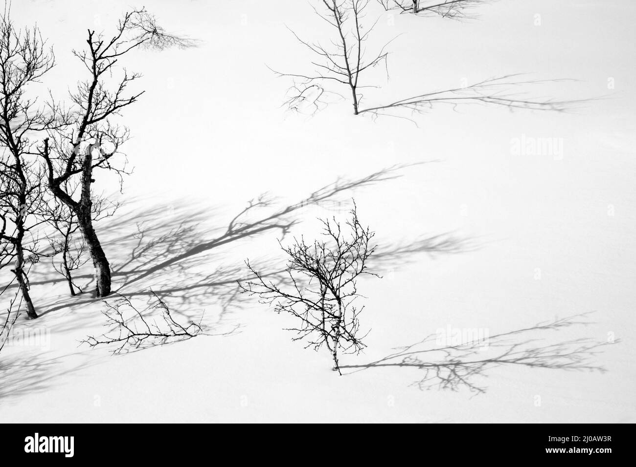 scene di neve monocromatiche di rami che si riflettono sulla neve Foto Stock
