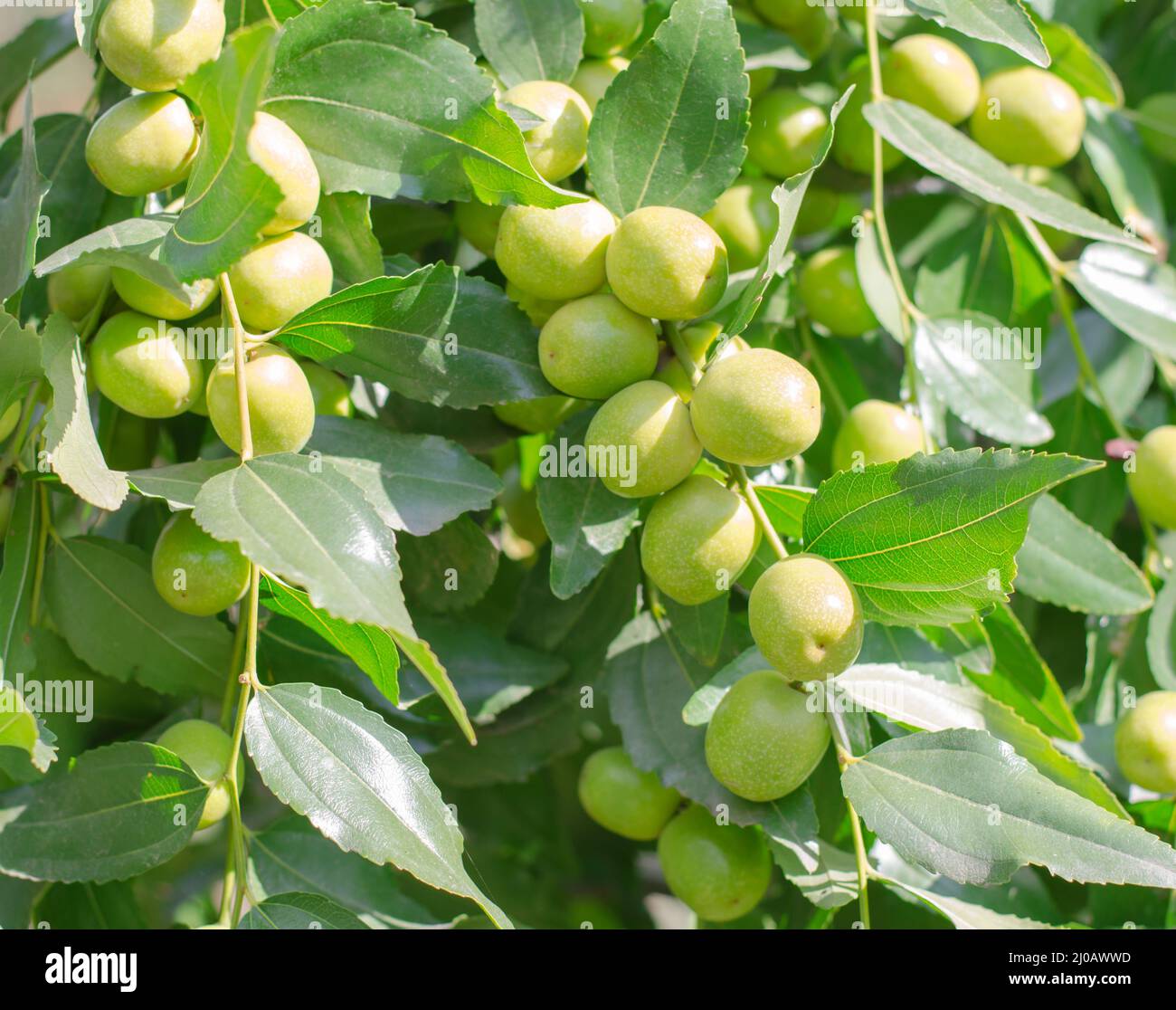 Frutti verdi di una data cinese sui rami di un albero. Concetto di giardinaggio Foto Stock