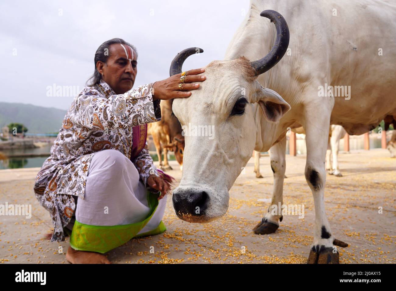 Il sacerdote indù offre preghiere ad una mucca sull'occasione di Guru Purnima a Pushkar, Rajasthan, India il 24 luglio 2021. Foto Stock