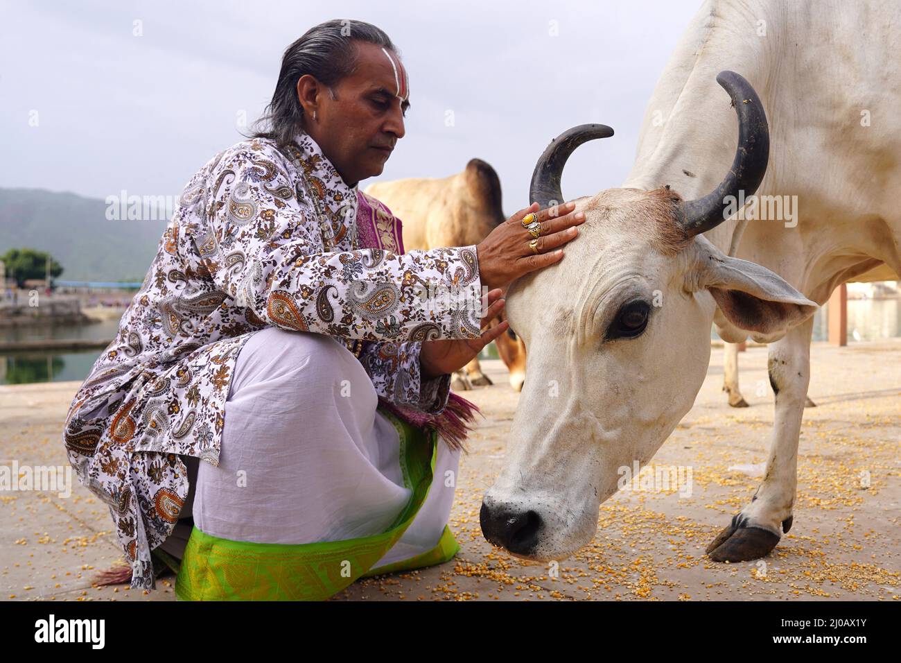 Il sacerdote indù offre preghiere ad una mucca sull'occasione di Guru Purnima a Pushkar, Rajasthan, India il 24 luglio 2021. Foto Stock