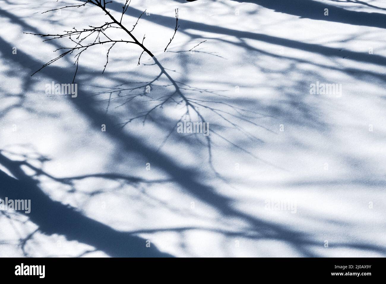 scene di neve monocromatiche di rami che si riflettono sulla neve Foto Stock