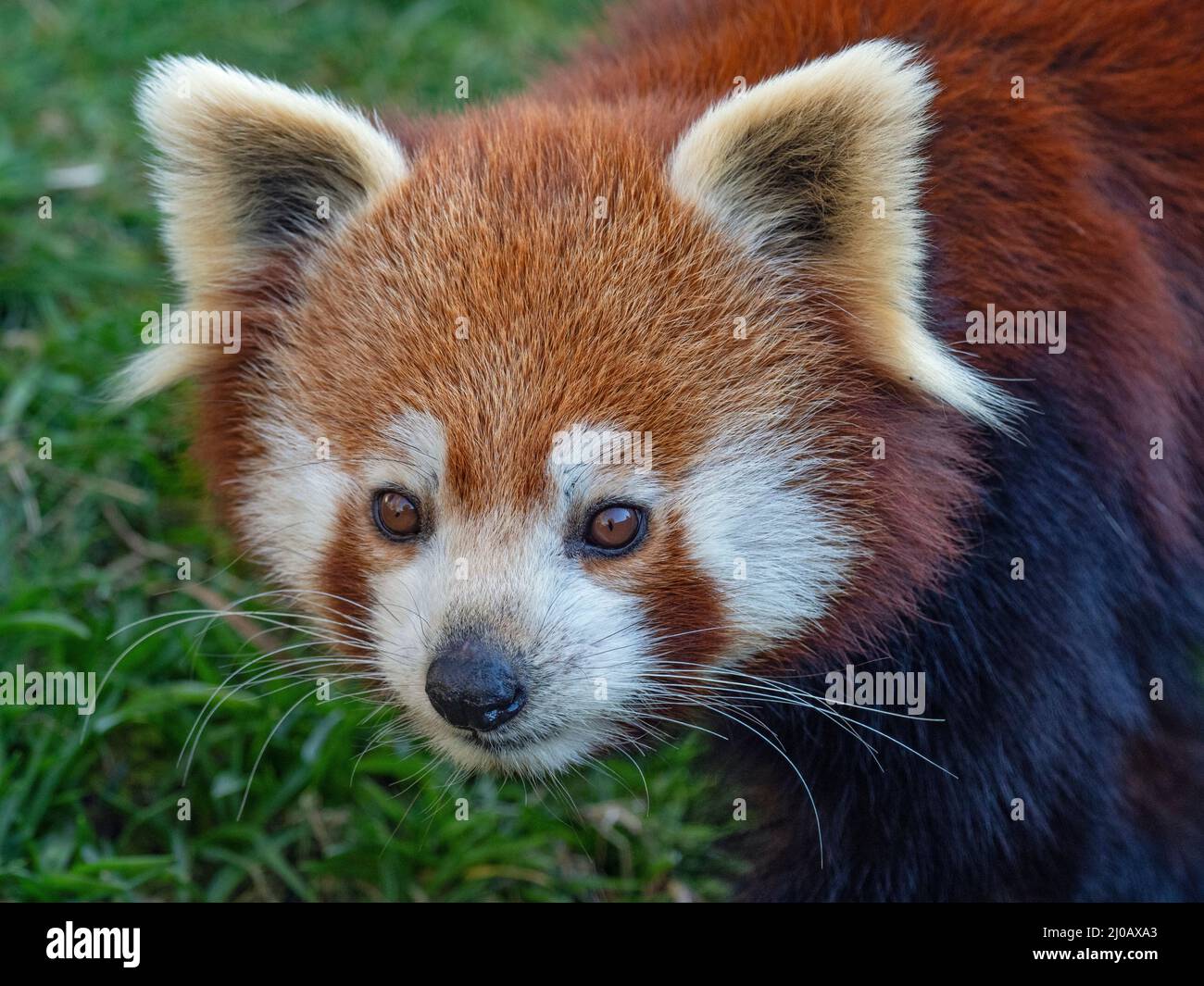 Panda rosso Ailurus fulgens Foto Stock