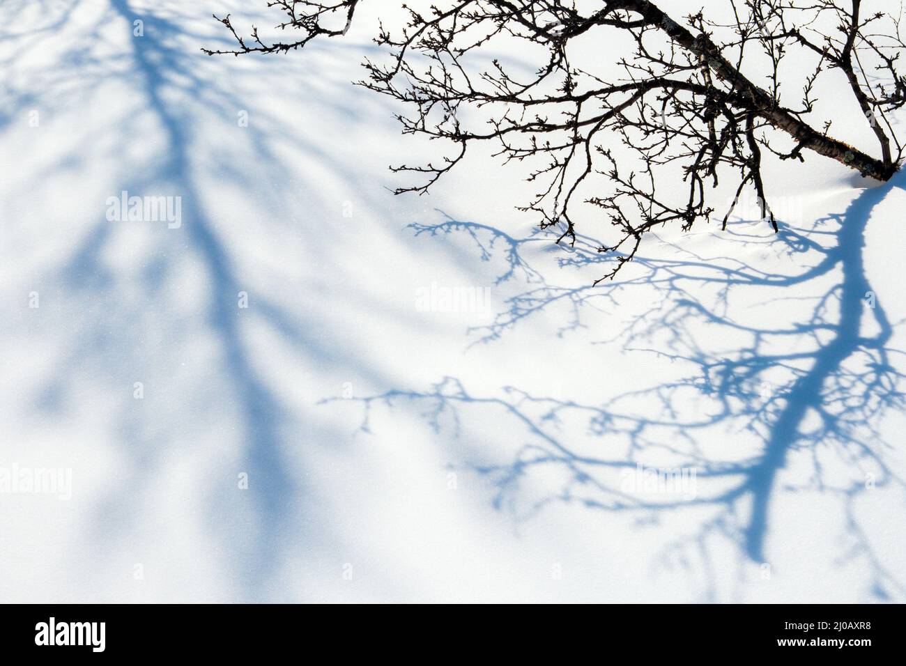 scene di neve monocromatiche di rami che si riflettono sulla neve Foto Stock
