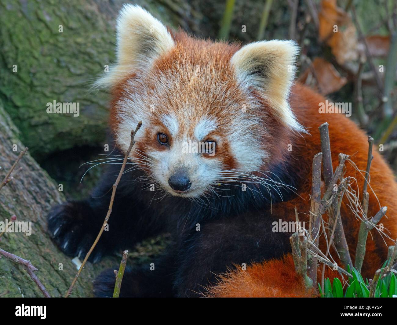 Panda rosso Ailurus fulgens Foto Stock