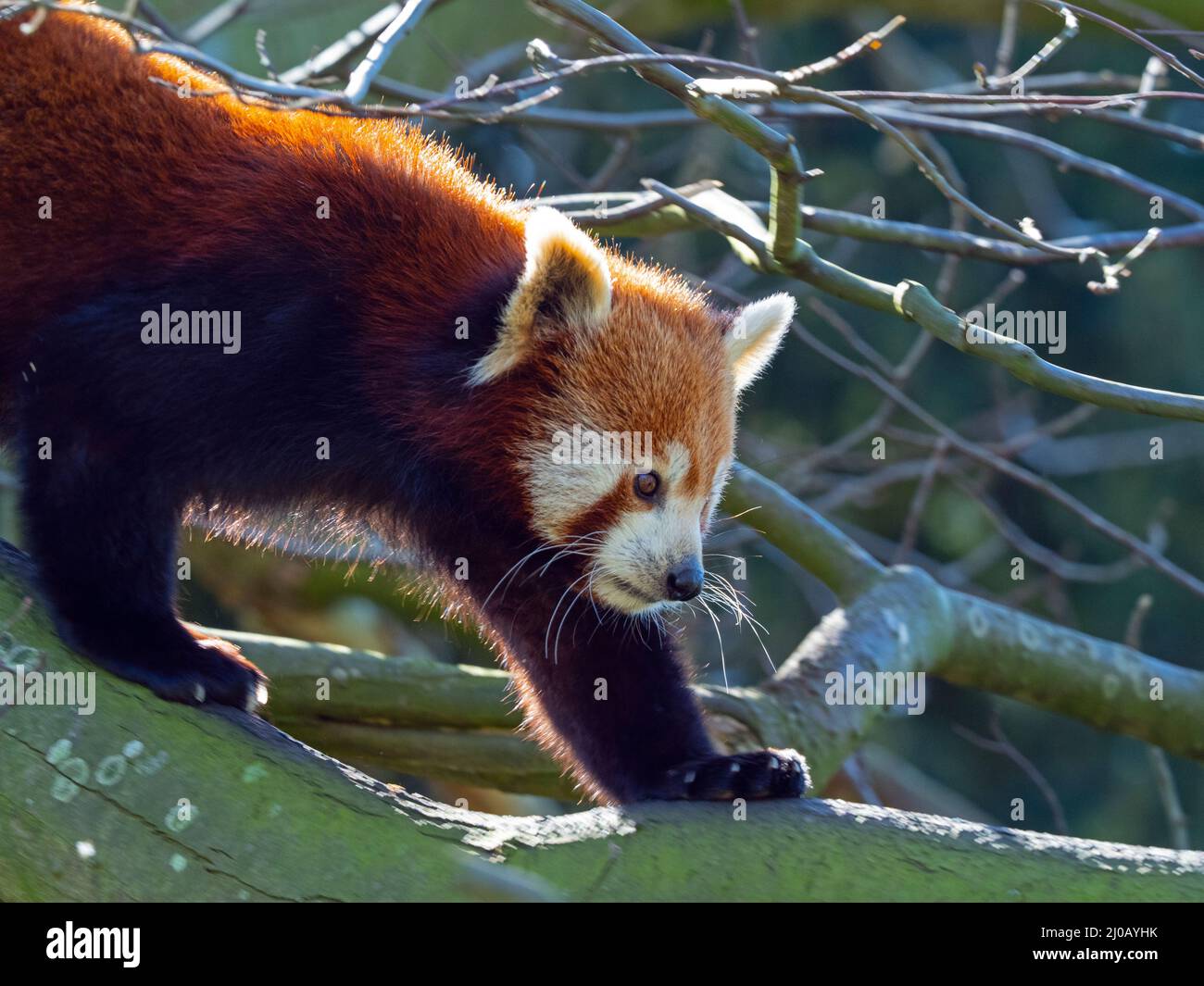 Panda rosso Ailurus fulgens Foto Stock
