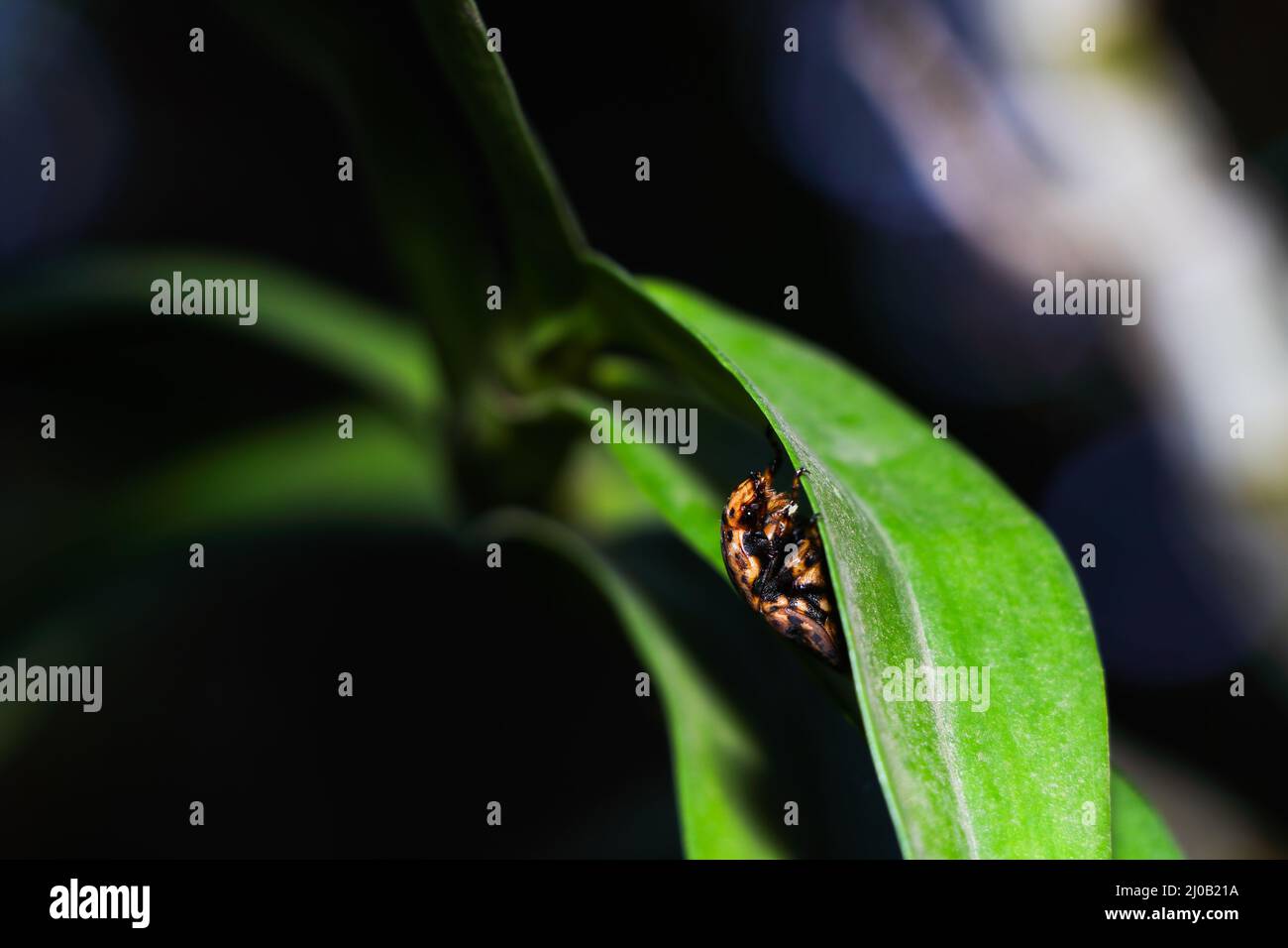 Marmorizzato di frutta Chafer Beetle Peeking intorno foglia (Porphyronota maculatissima) Foto Stock