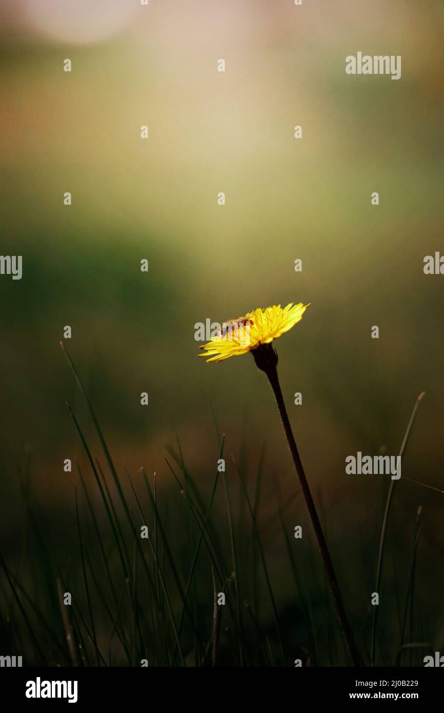 ape su fiore di dente di leone, sfondo sfocato.. Foto Stock