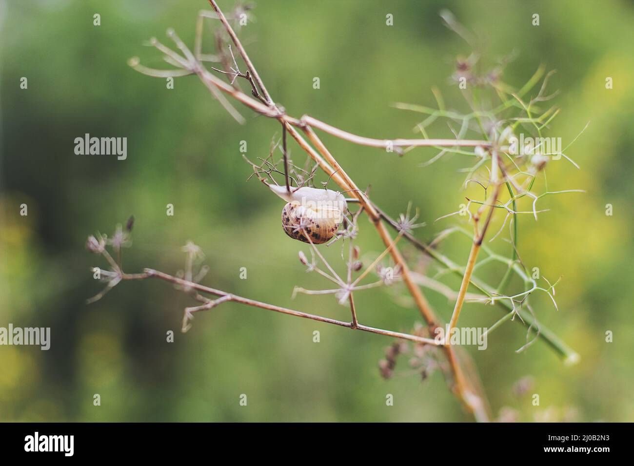 Lumaca su di un ramo Foto Stock