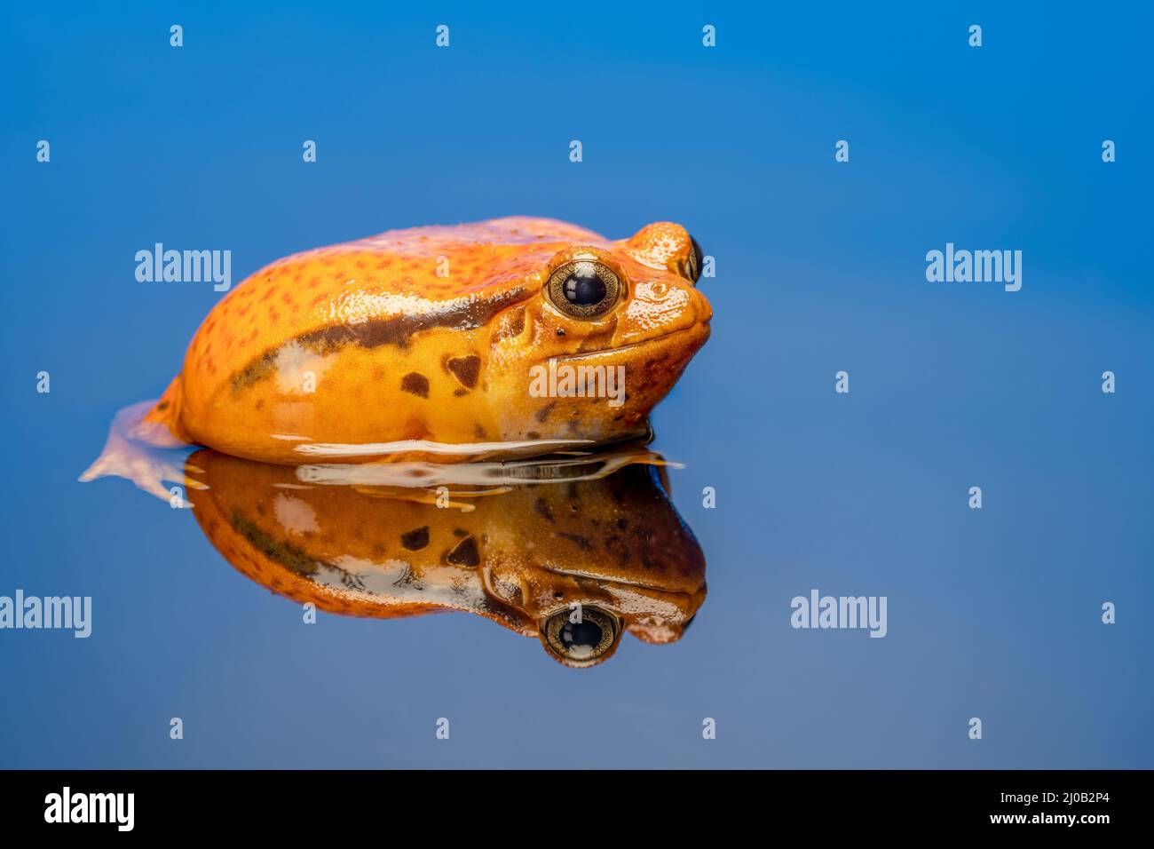 Rana di pomodoro (Dyscophus antongilii), nota anche come rana di pomodoro malgascio Foto Stock