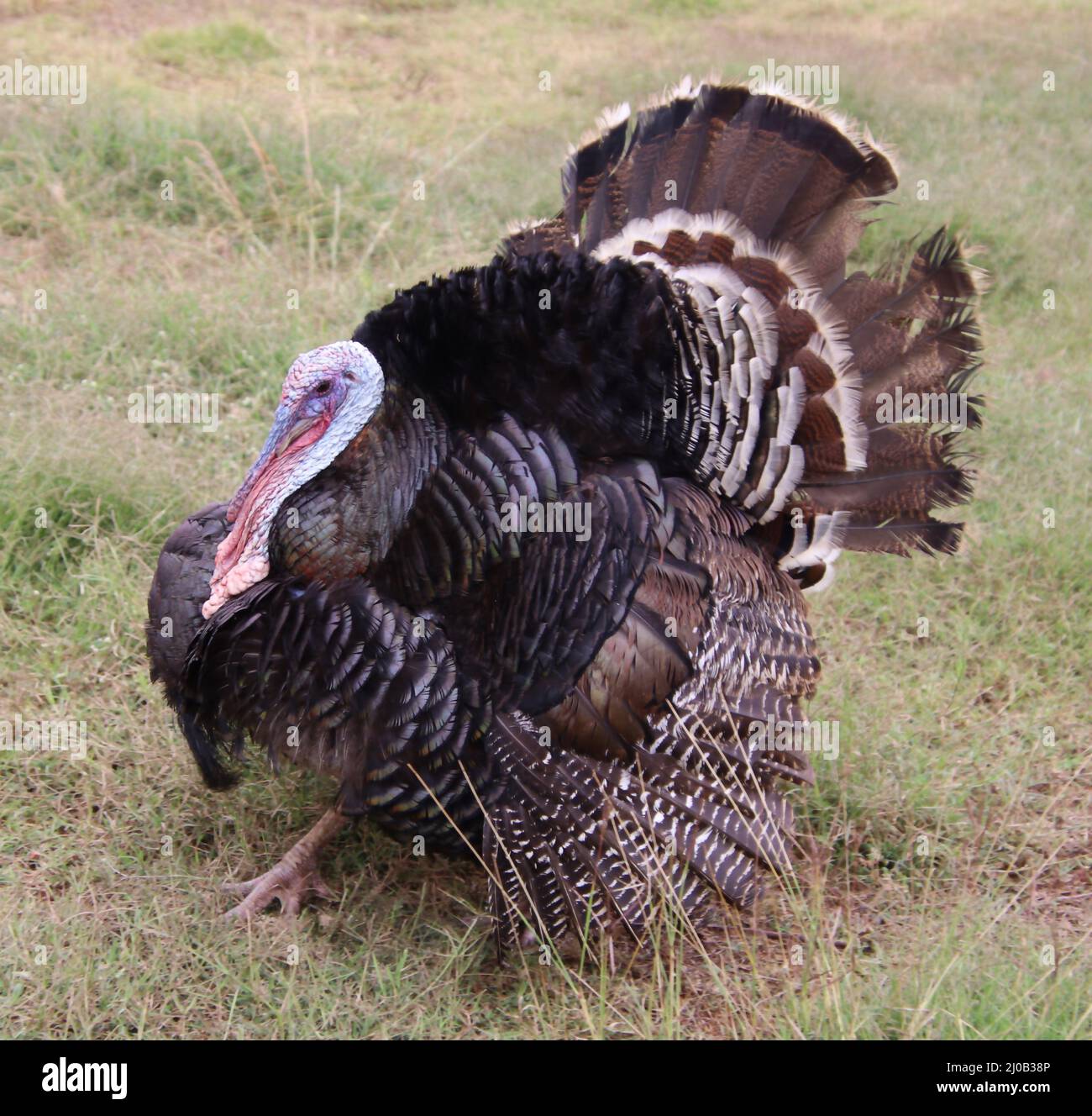 Uccello tacchino in piedi e guardare Foto Stock