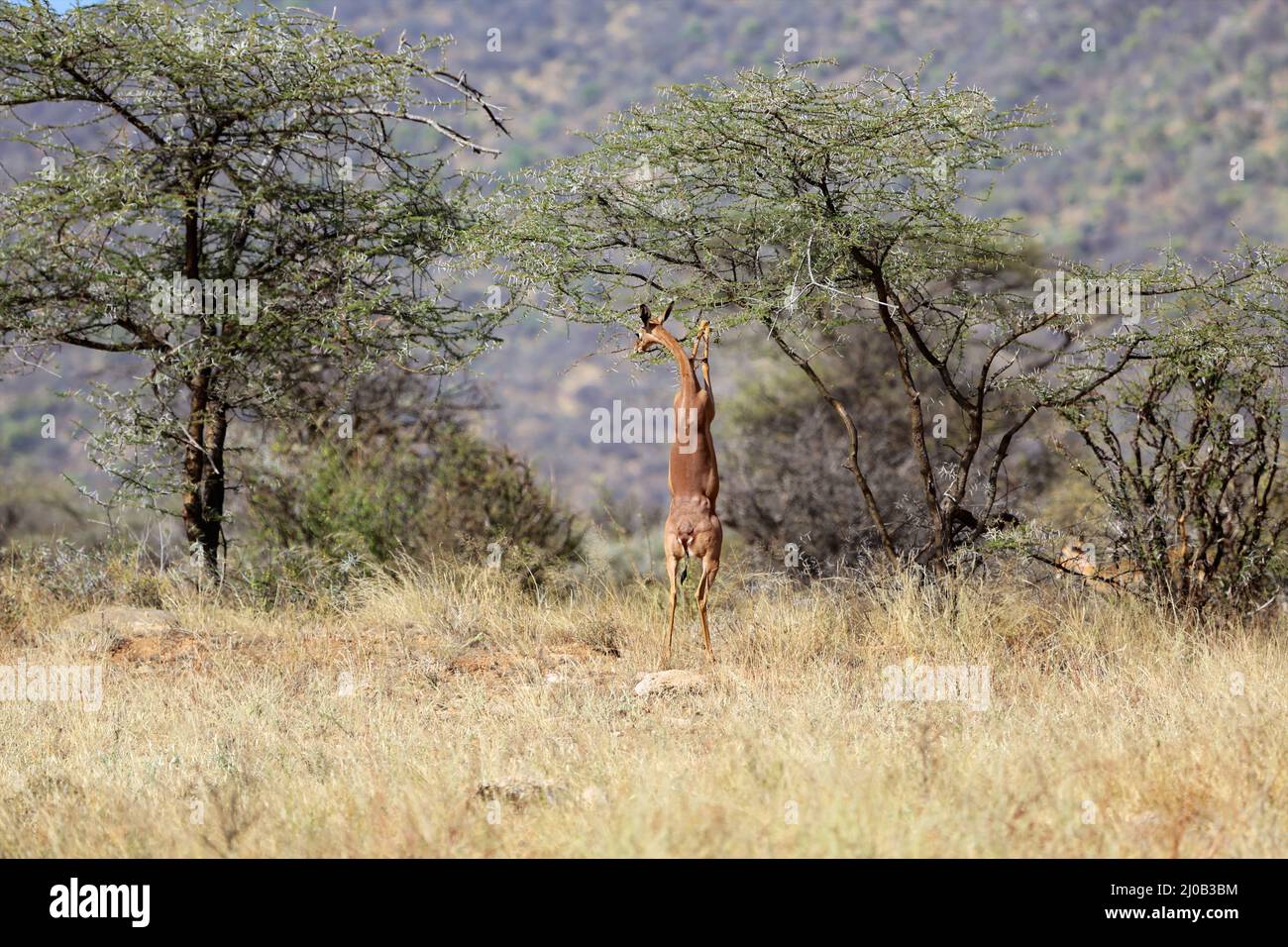 Un gerenuk che mangia un'acacia al parco nazionale di gioco di samburu kenya Foto Stock