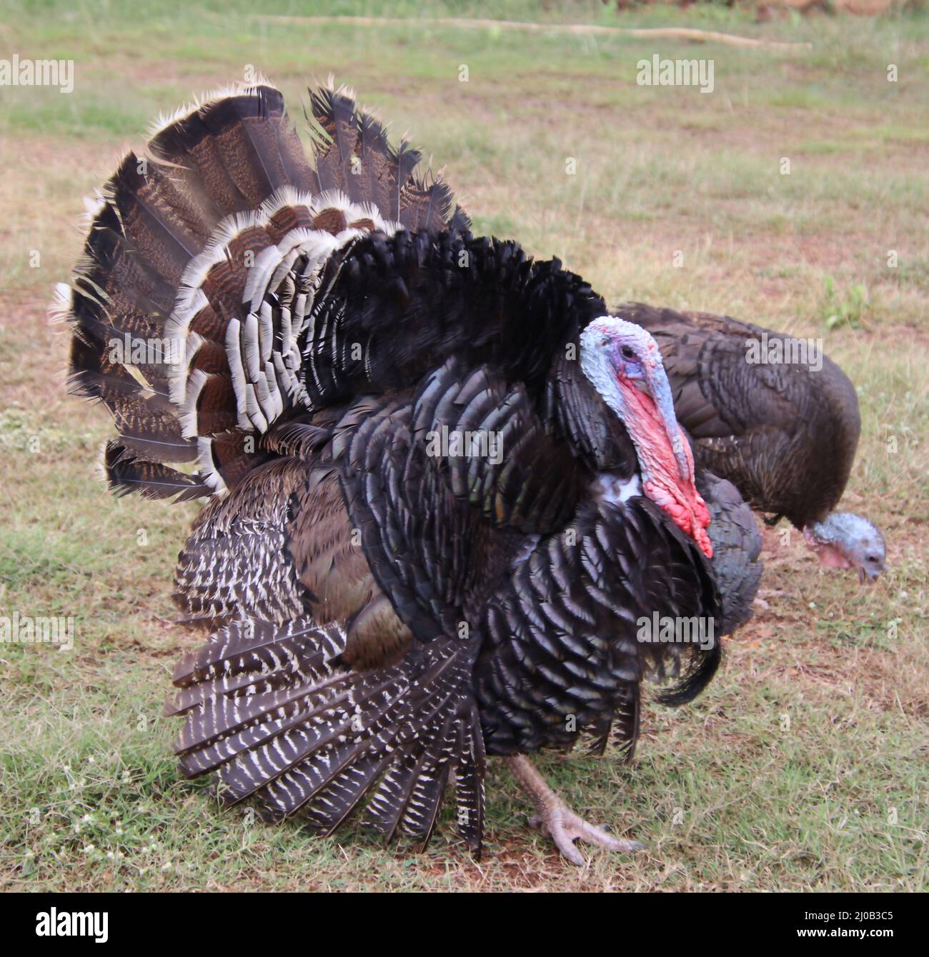 Uccello tacchino in piedi e guardare Foto Stock