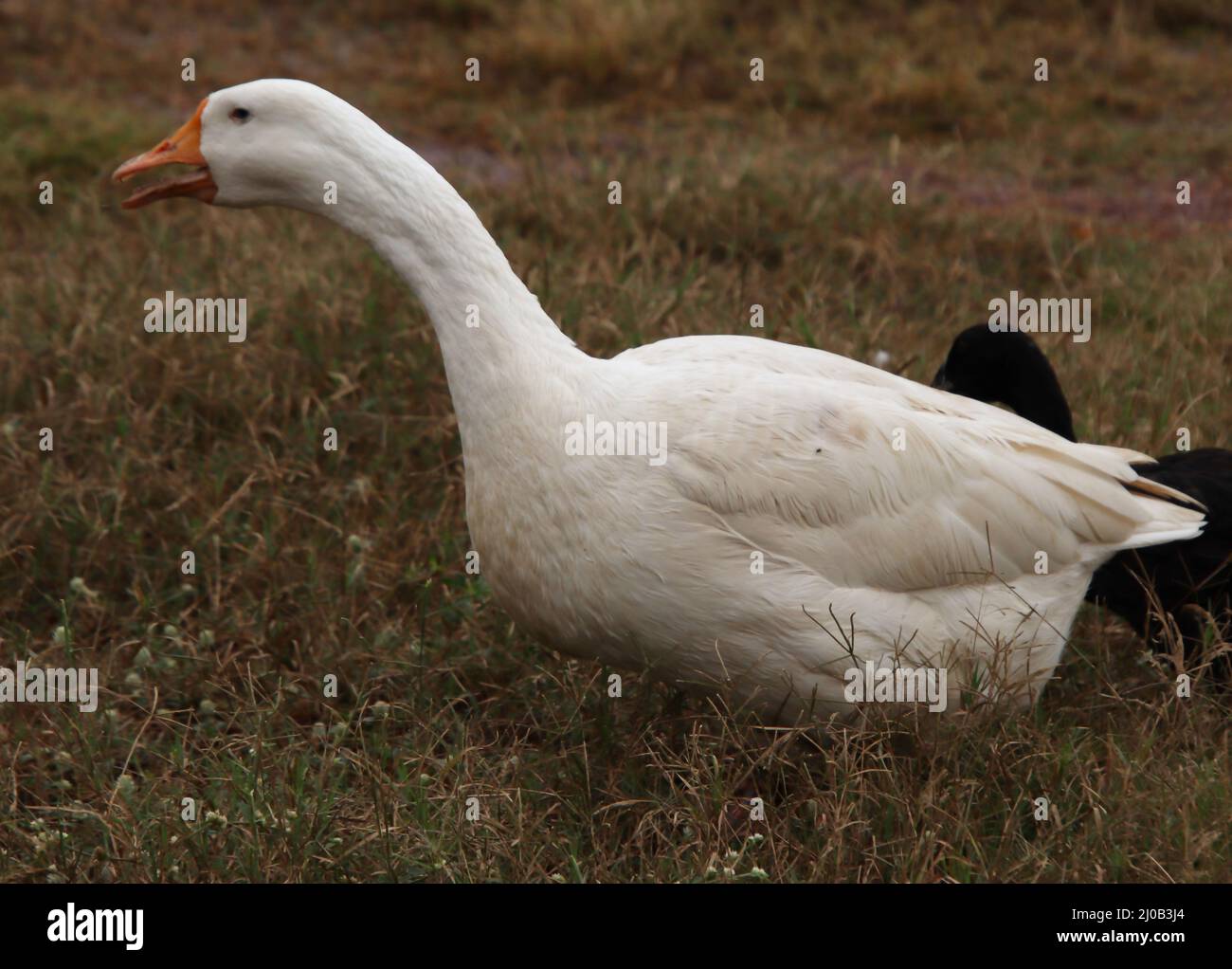 anatra a piedi nel verde erba e guardare Foto Stock