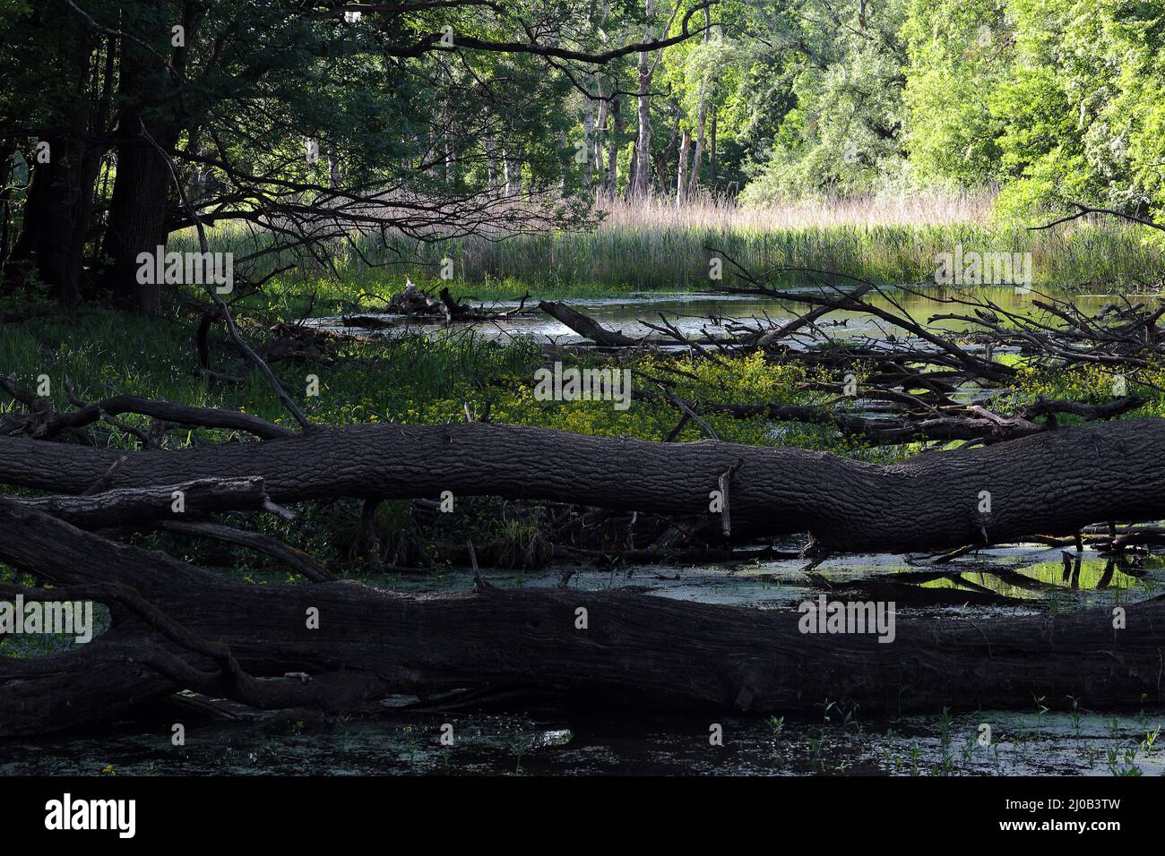 Lago Oxbow, Floodplain Forest Nat. Park, Austria Foto Stock