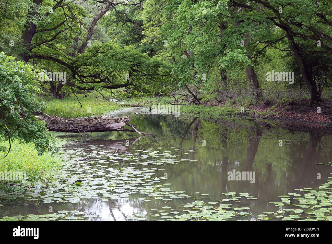 Lago Oxbow, Floodplain Forest Nat. Park, Austria Foto Stock