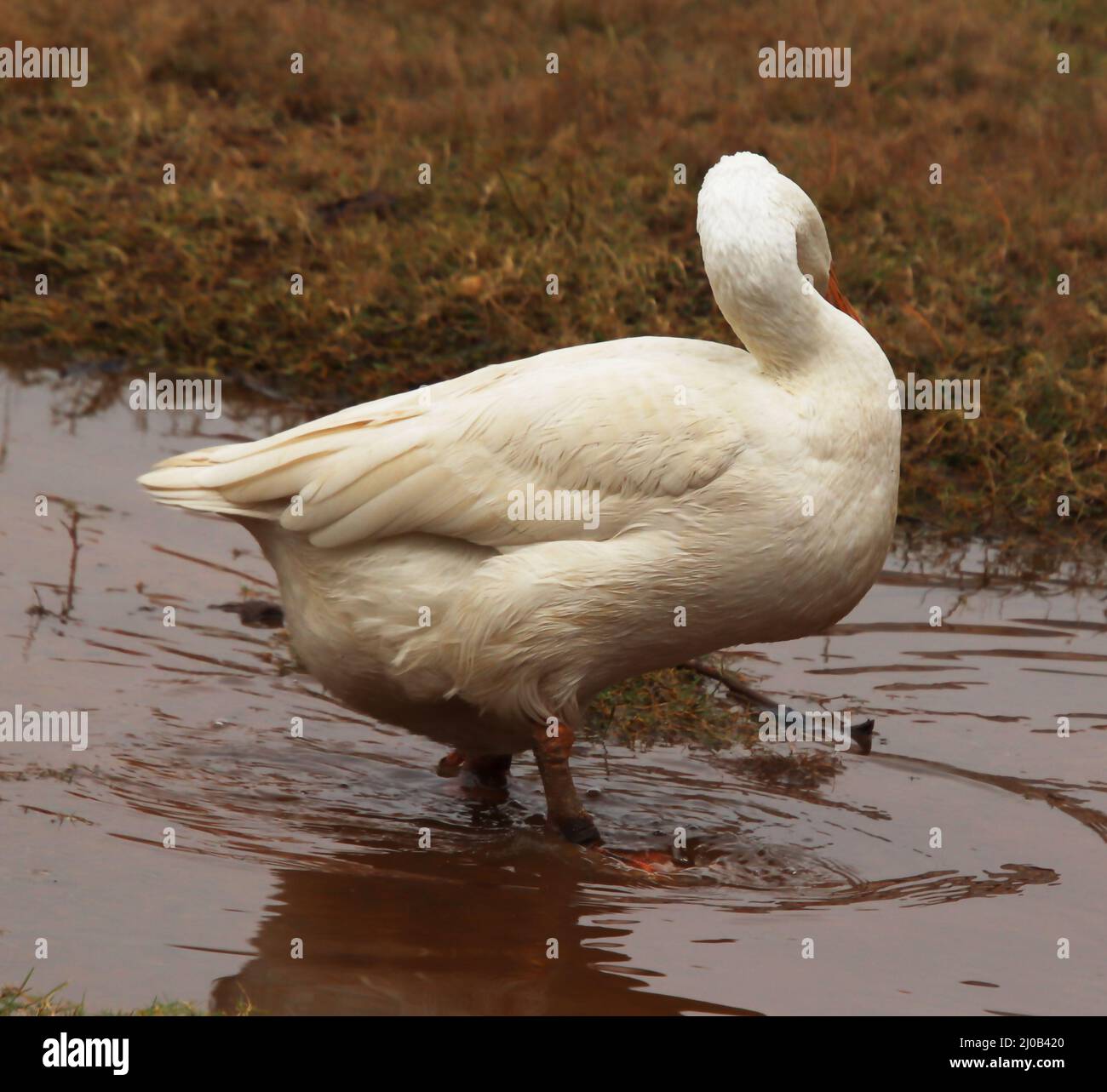 anatra a piedi in acqua e guardare Foto Stock