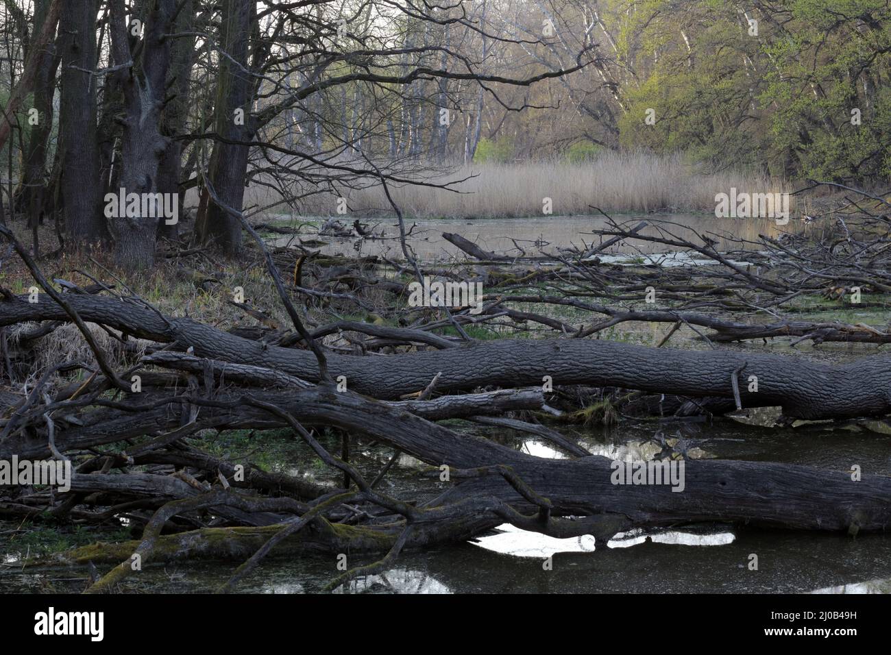 Lago Oxbow, Floodplain Forest Nat. Park, Austria Foto Stock