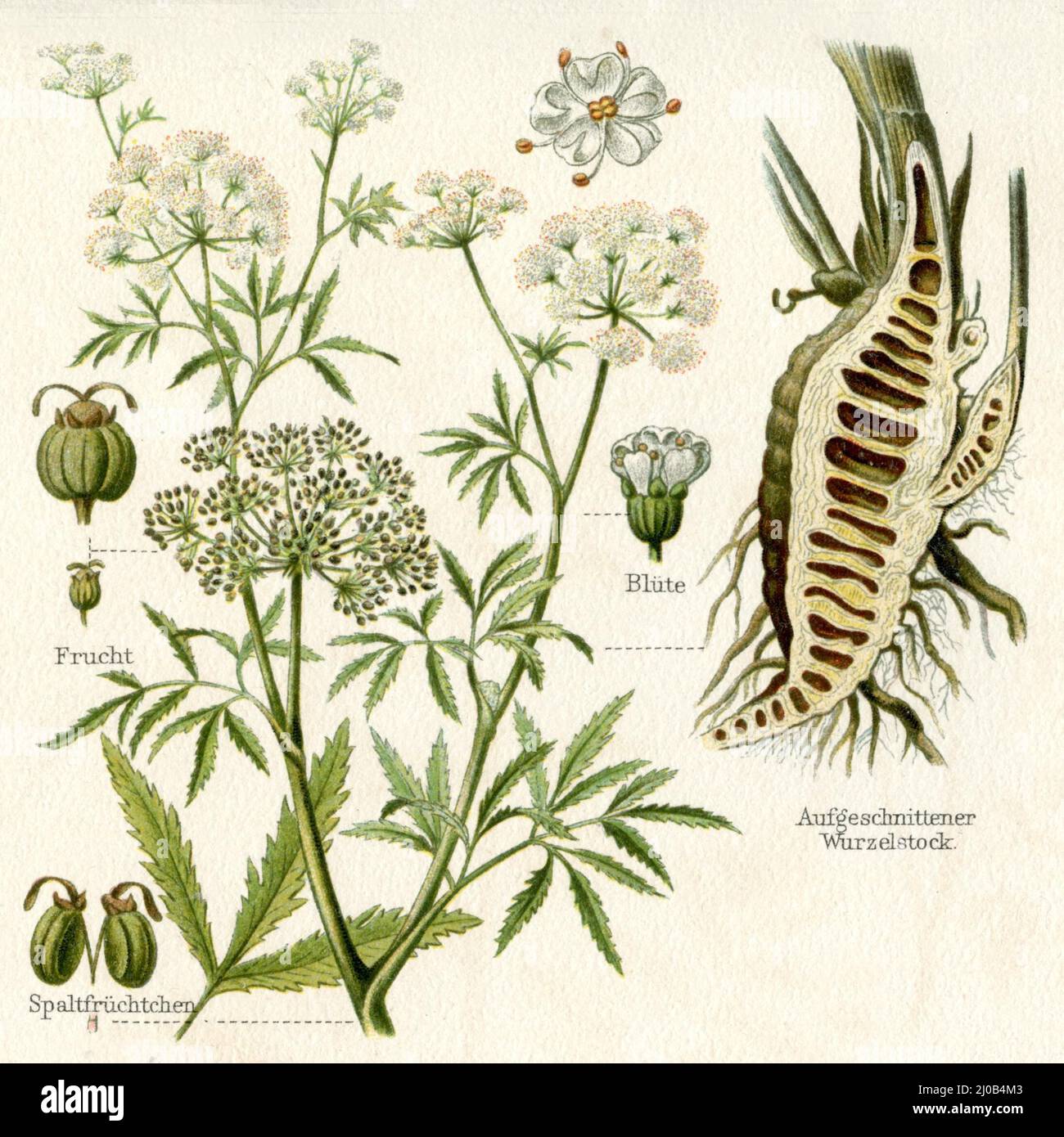 Cowbane o Northern Water Hemlock Cicuta virosa, (enciclopedia, ca. 1910), Wasserschierling Foto Stock