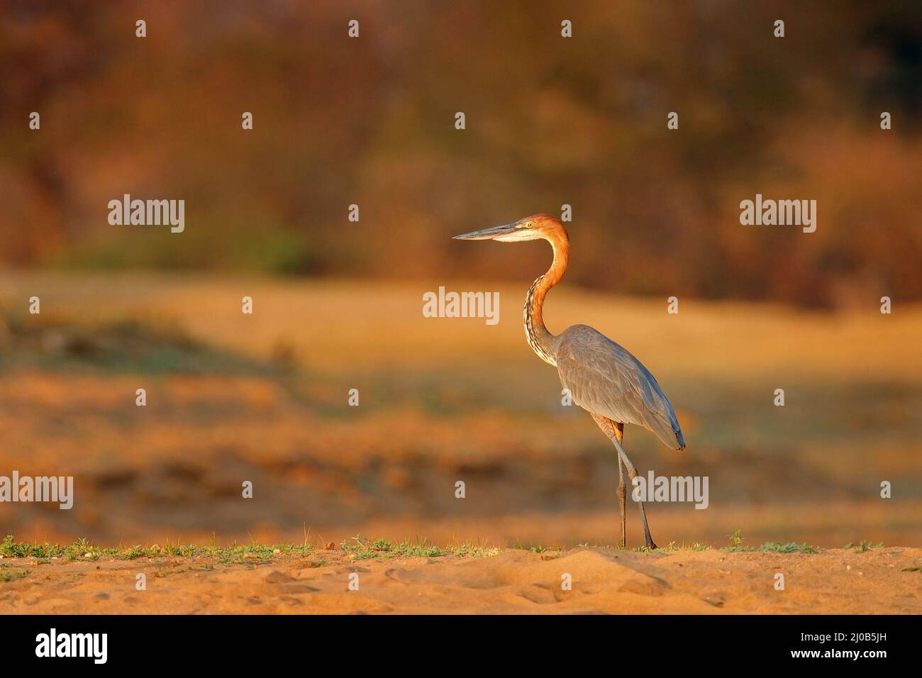 L'airone Goliath, l'ardea goliath, l'airone gigante molto grande uccello di guado nell'habitat naturale. Lago Kariba, Zimbabwe in Africa. Uccello sulla riva del fiume snad, Foto Stock