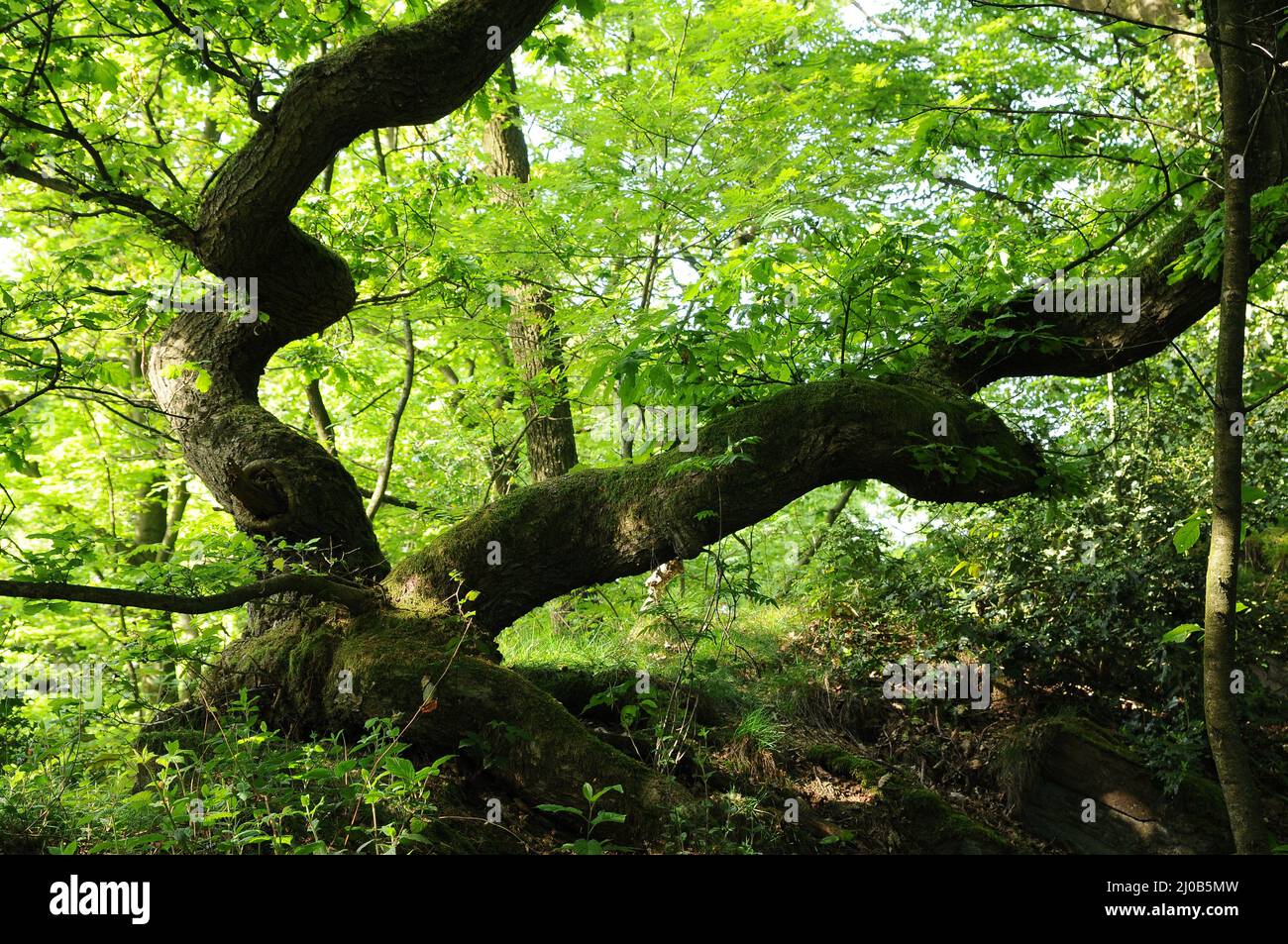 Vecchio albero Foto Stock
