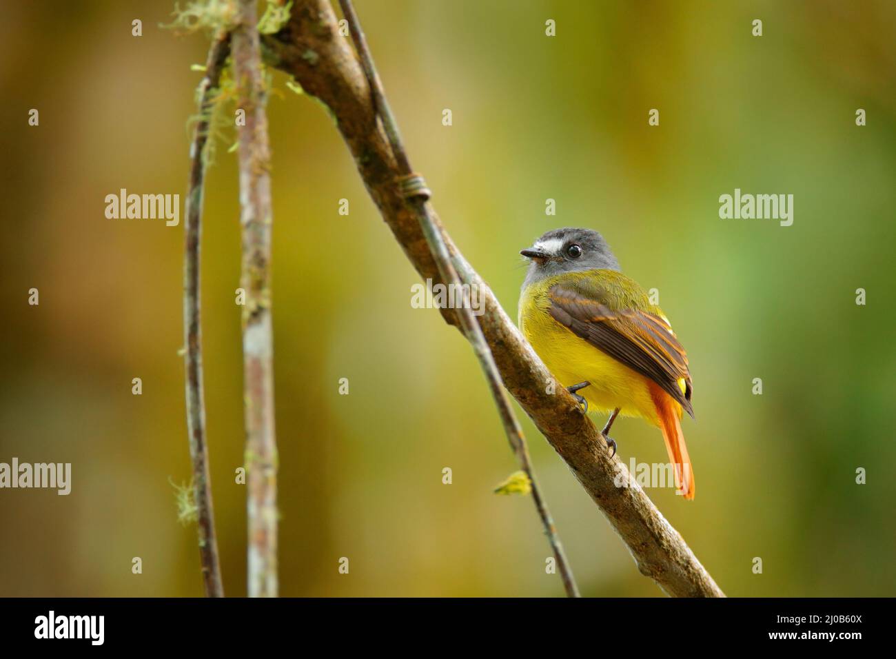 Flycatcher ornato, Myiotriccus ornatus, uccello grigio giallo da Sumaco in Ecuador. Flycatcher seduto sul ramo dell'albero nell'habitat - montai tropico Foto Stock