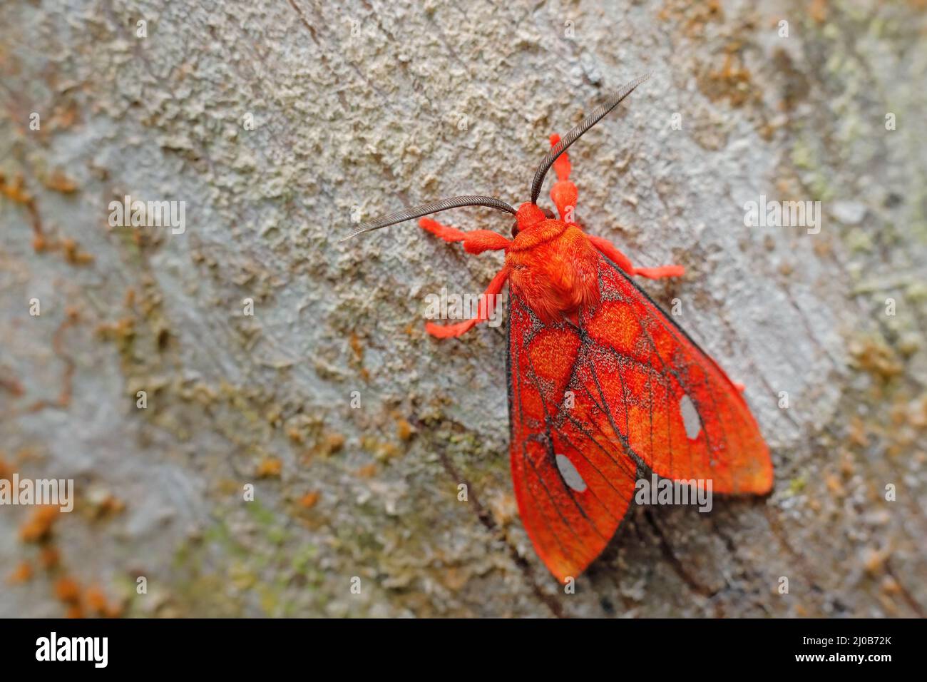 Ernassa justina è una falena della famiglia Erebidae. Tigre di Corallo minore, la falena dell'Amazzonia e delle Ande. Farfalla rossa sul tronco dell'albero, habitat nutere, S. Foto Stock