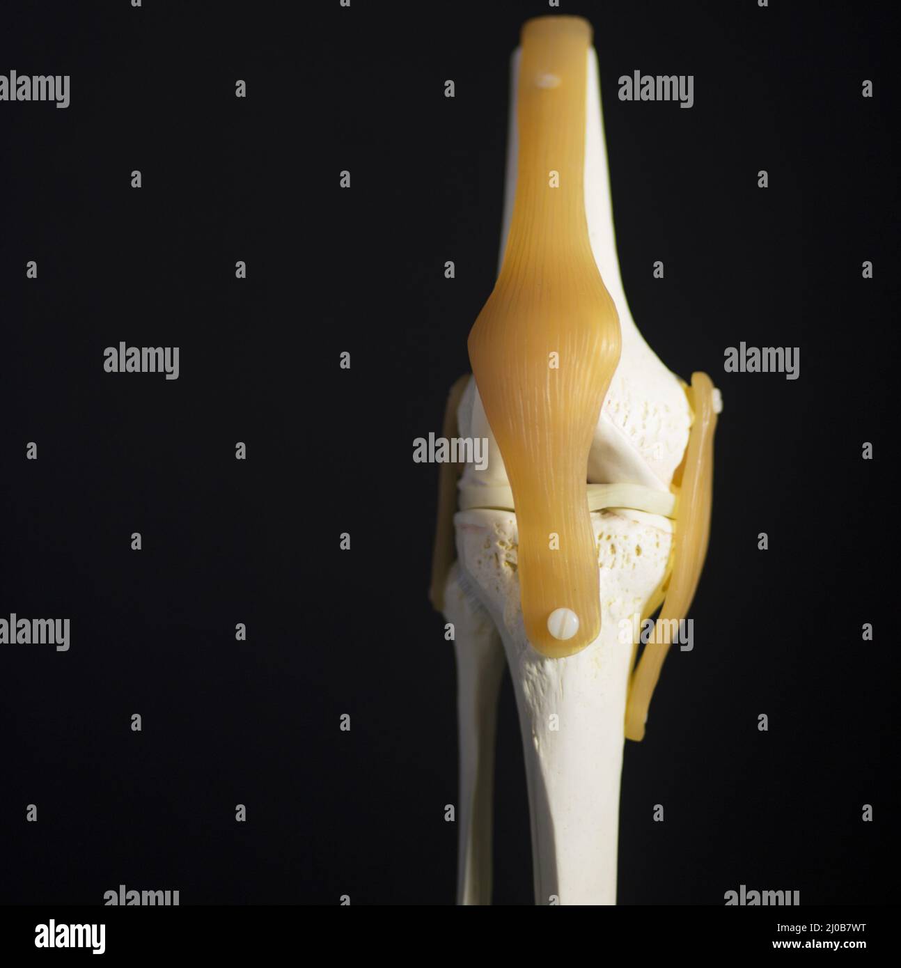 Modello didattico dimostrativo in plastica meniscus articolare medico del ginocchio Foto Stock