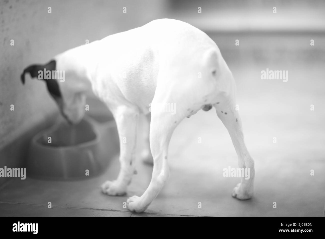 Piccolo cane bianco e nero mangiare cibo da dietro Foto Stock