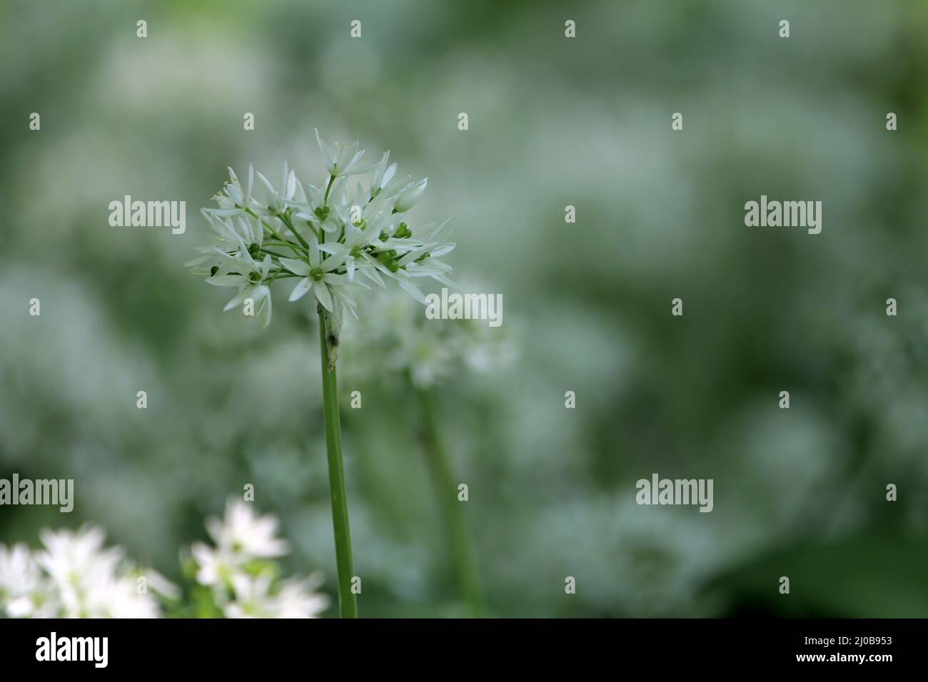 Aglio selvatico, ramsons, buckrams, Allium ursinum Foto Stock