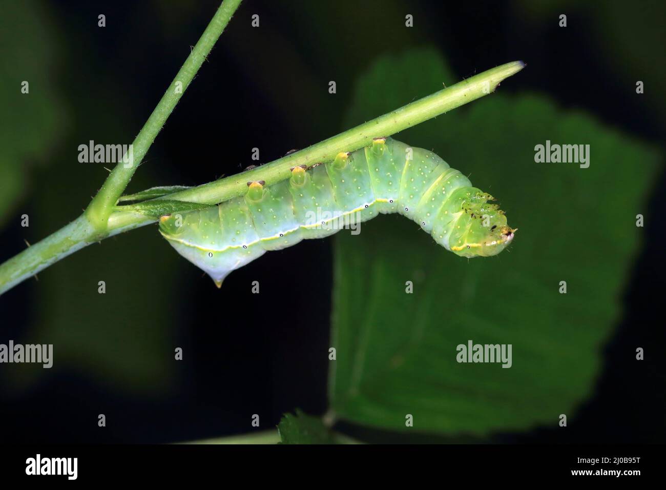 Rame onderving, caterpillar, Amphipyra piramidea Foto Stock